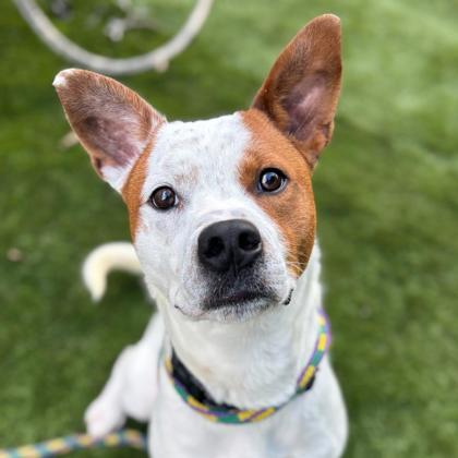 Poseidon, a Adoptable mixed breed in Dubuque, IA image 2/2