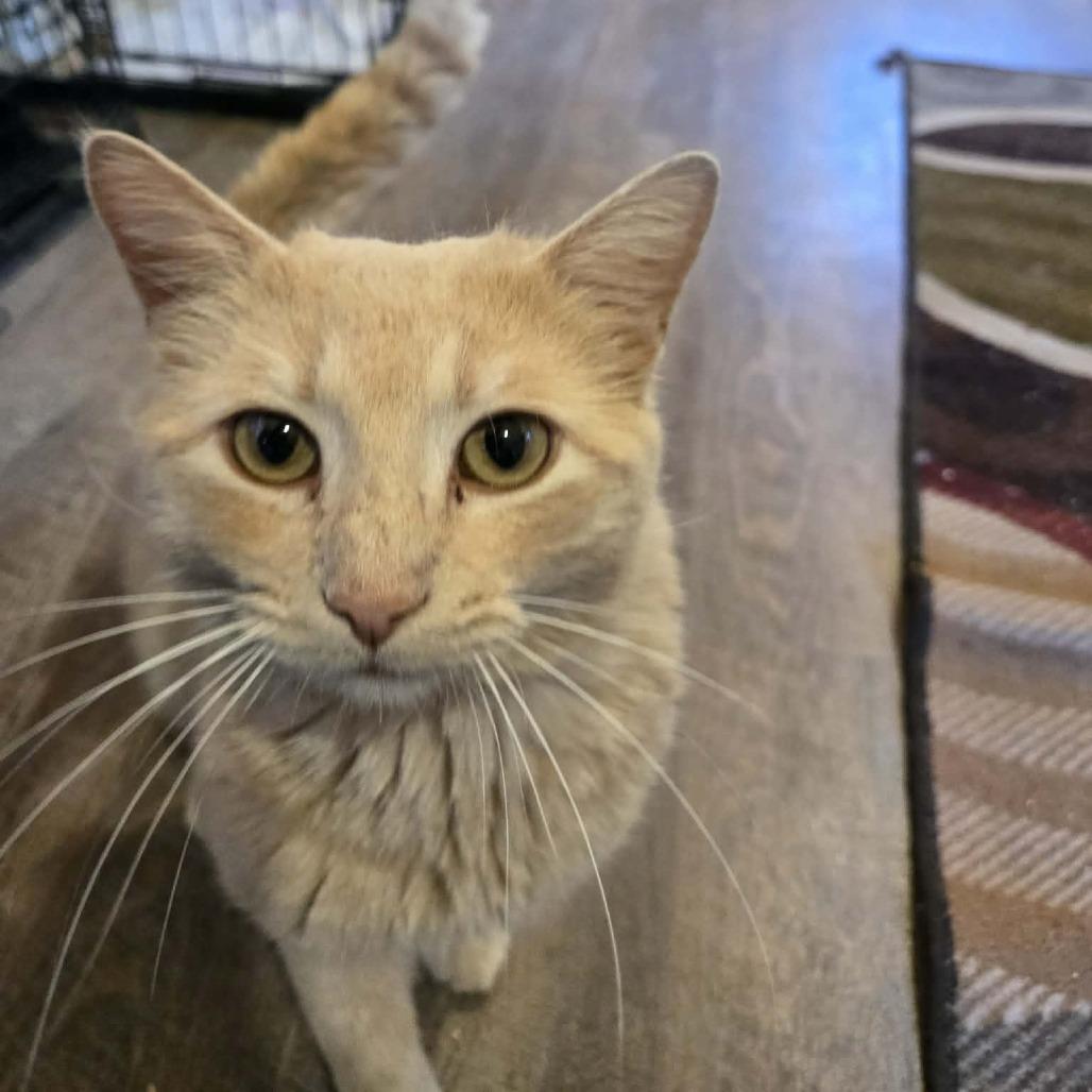 Tiberius, Adoptable, Adult Male Domestic Short Hair.