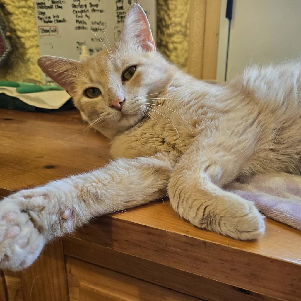 Enlarge Tiberius, a Adoptable Domestic Short Hair in Park Falls, WI image 2/3