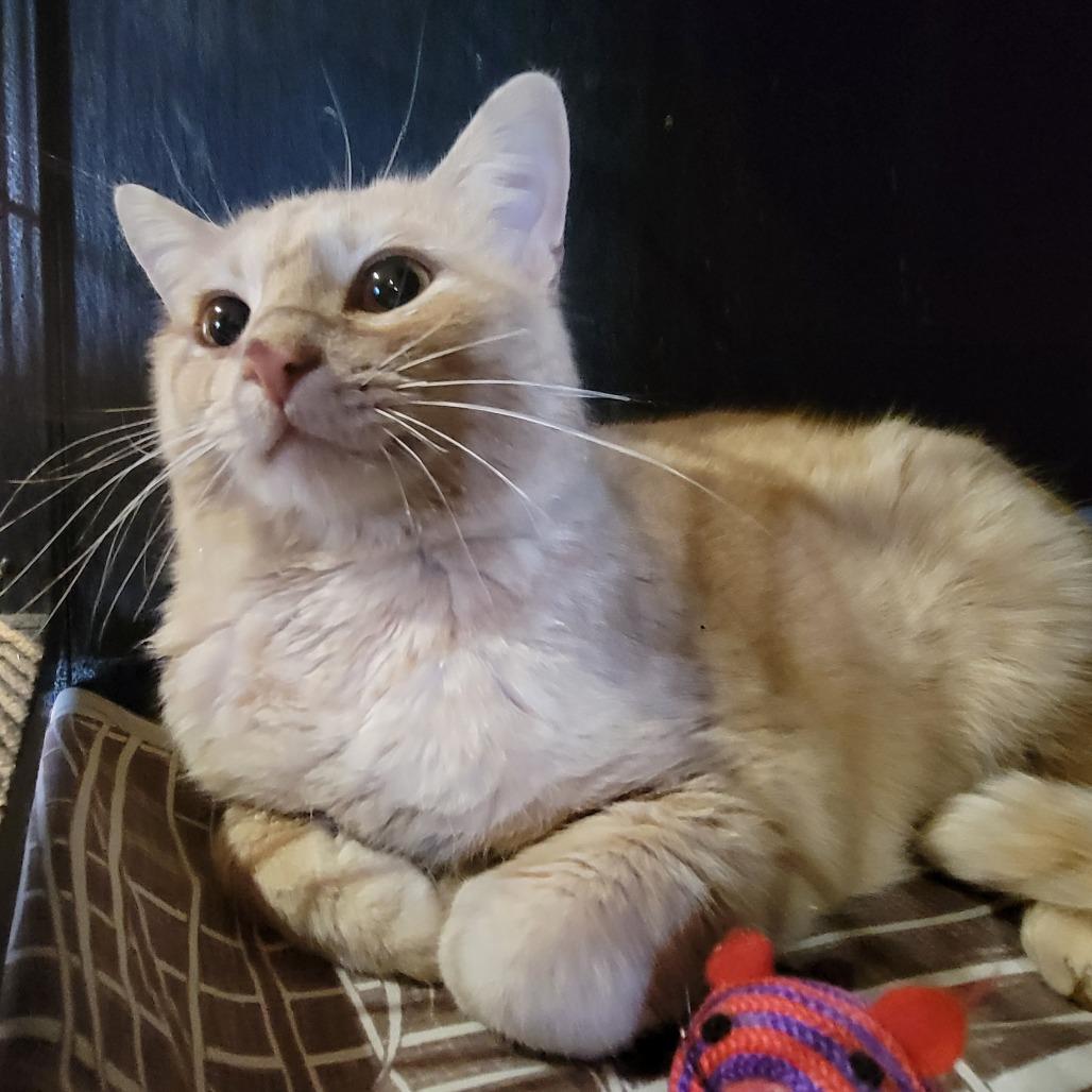 Tiberius, a Adoptable Domestic Short Hair in Park Falls, WI image 2/2