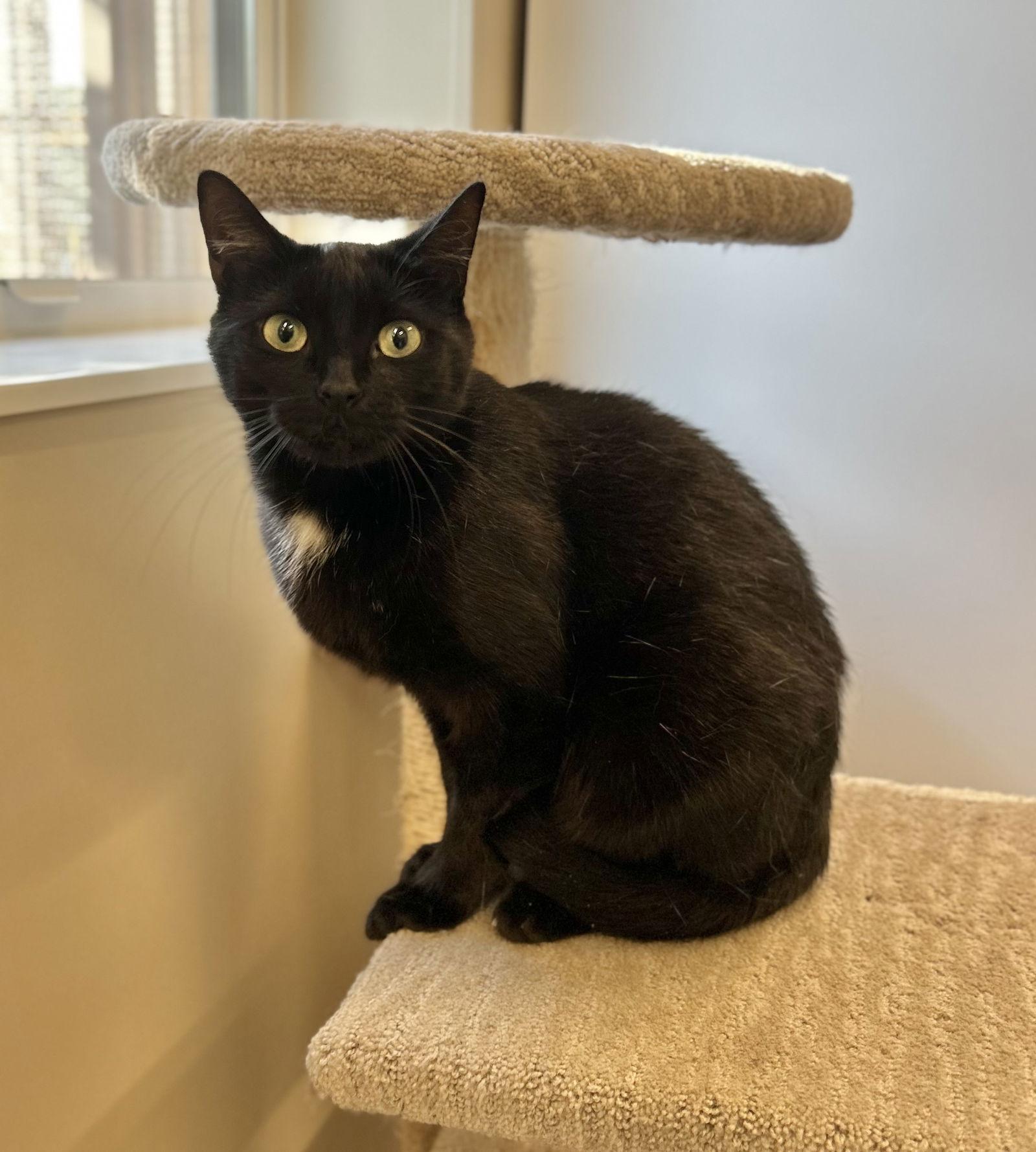 Enlarge Pippy, a Adoptable Domestic Short Hair in Arlington, VT image 1/3