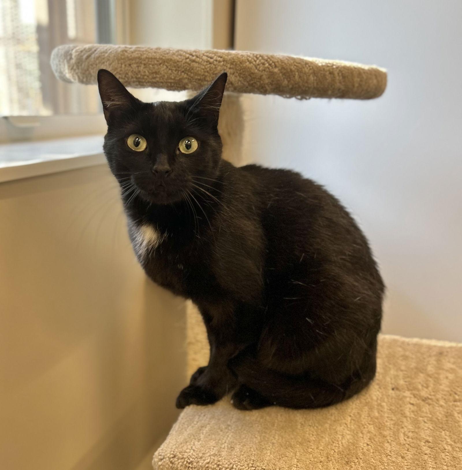 Pippy, Adoptable, Adult Female Domestic Short Hair.