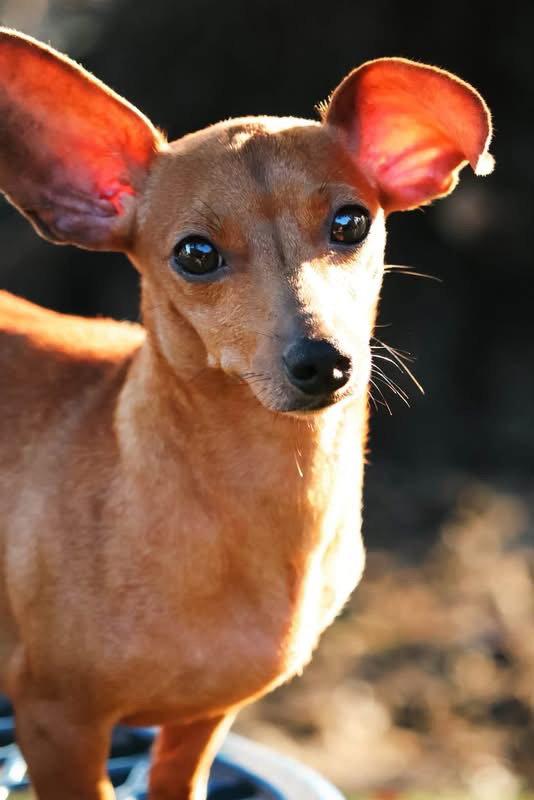 Enlarge Beyonce, a Adoptable Dachshund in Mount Pleasant, SC image 1/3