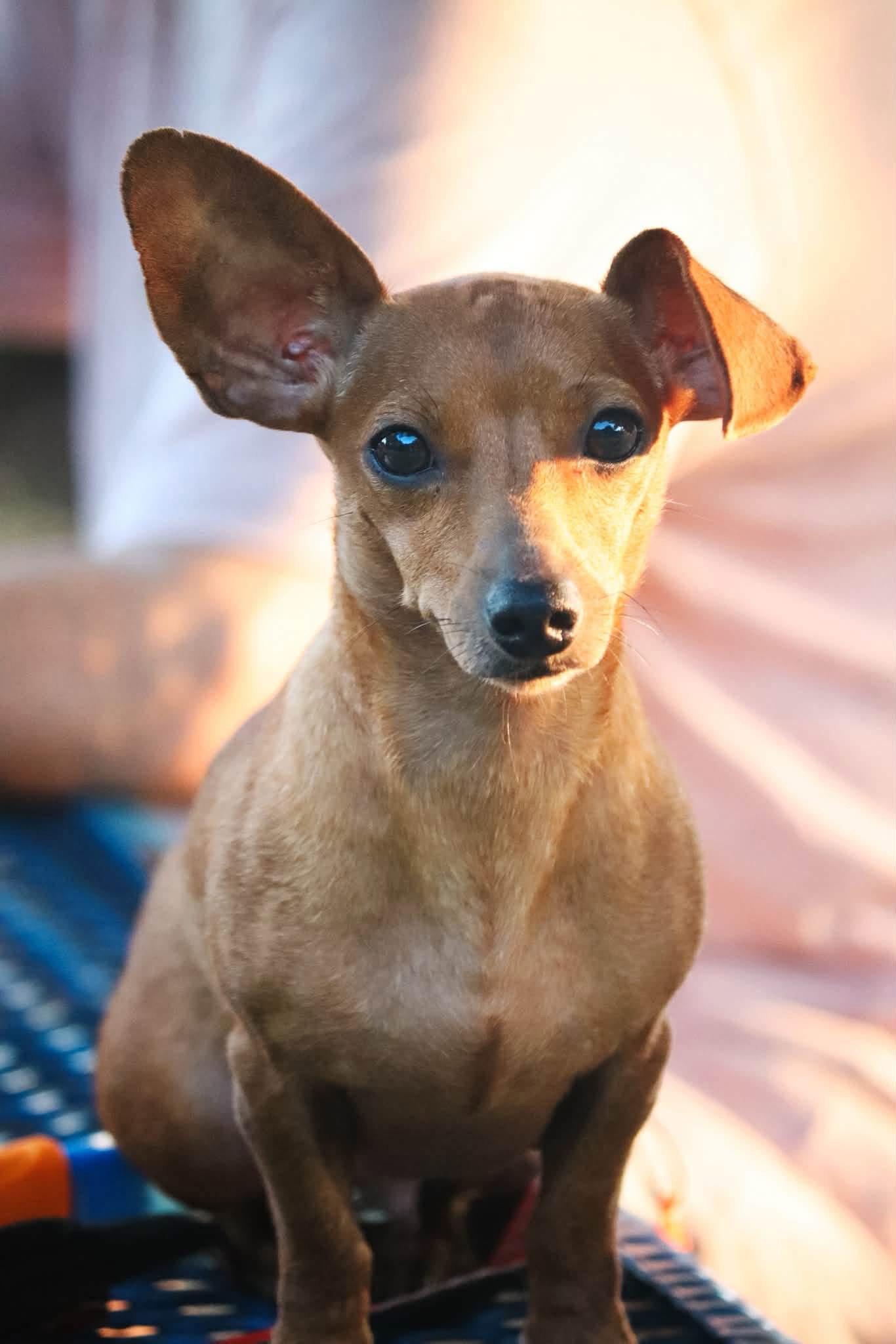 Enlarge Beyonce, a Adoptable Dachshund in Mount Pleasant, SC image 2/3