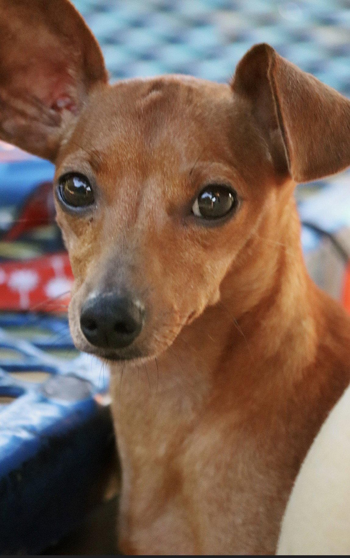 Enlarge Beyonce, a Adoptable Dachshund in Mount Pleasant, SC image 3/3