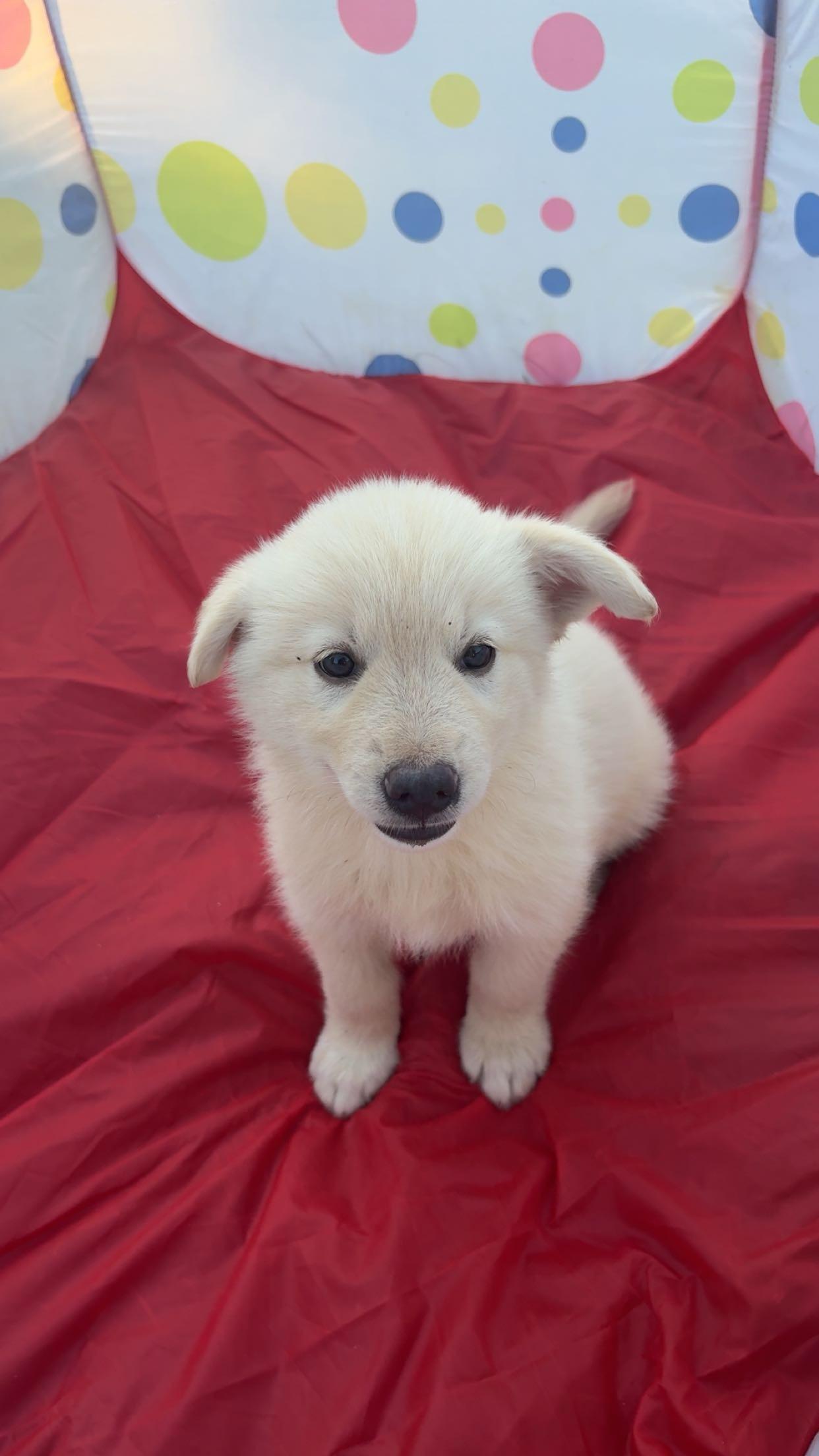 Enlarge Jara, a Adopted mixed breed in Rome, GA image 1/2