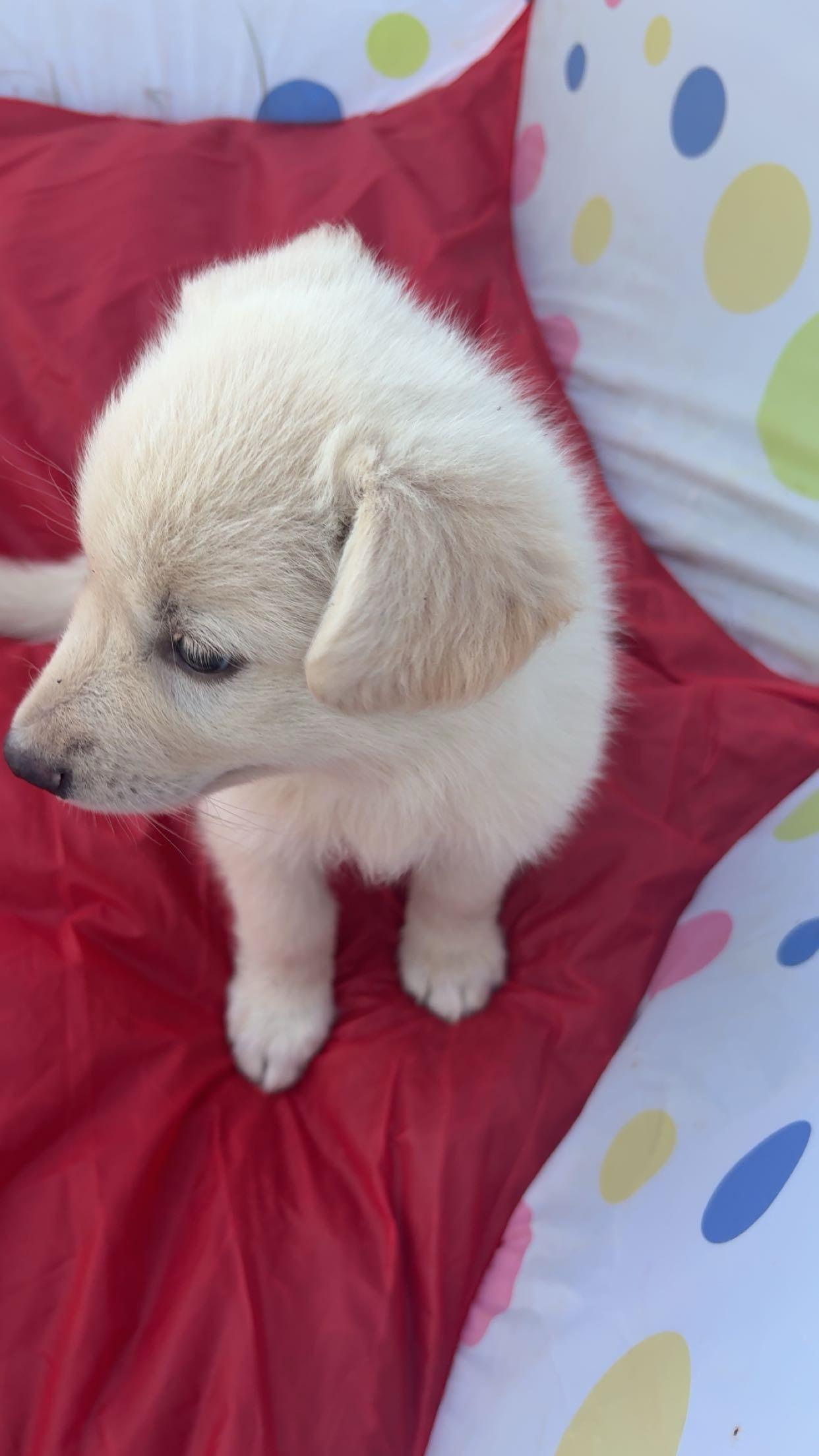 Enlarge Jara, a Adopted mixed breed in Rome, GA image 2/2