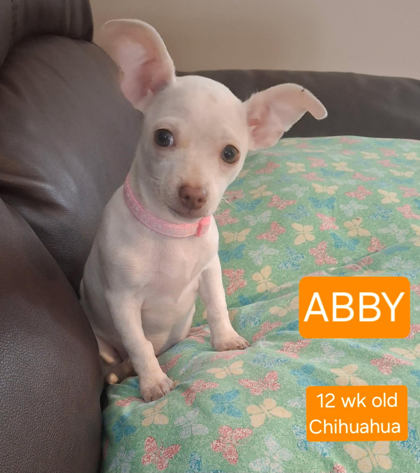 Enlarge Abby, a Adopted mixed breed in Locust Grove, VA image 1/2