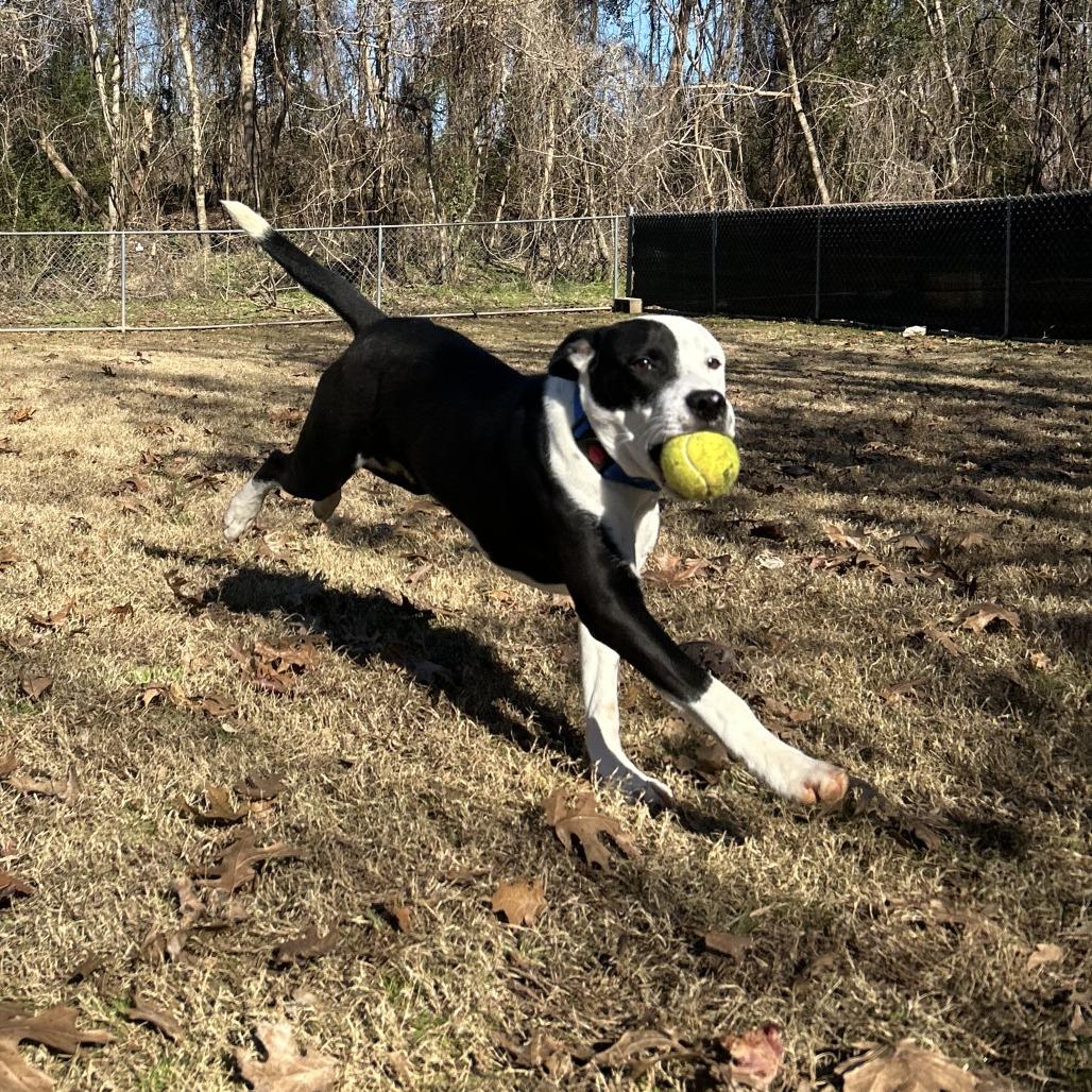Aster, Adoptable, Young Male Mixed Breed.