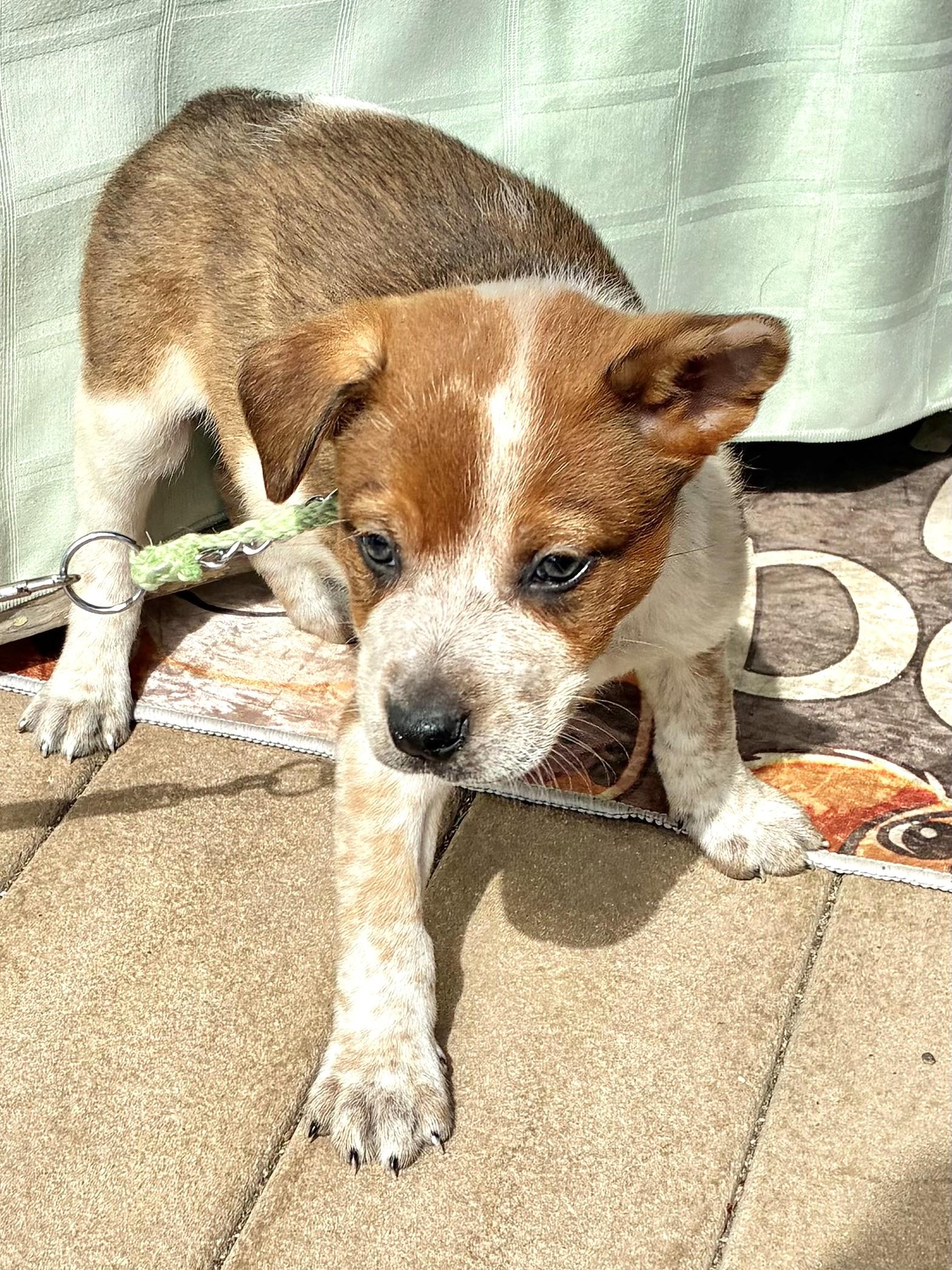 Dallas, ADOPTABLE, Puppy Male Australian Cattle Dog / Blue Heeler.