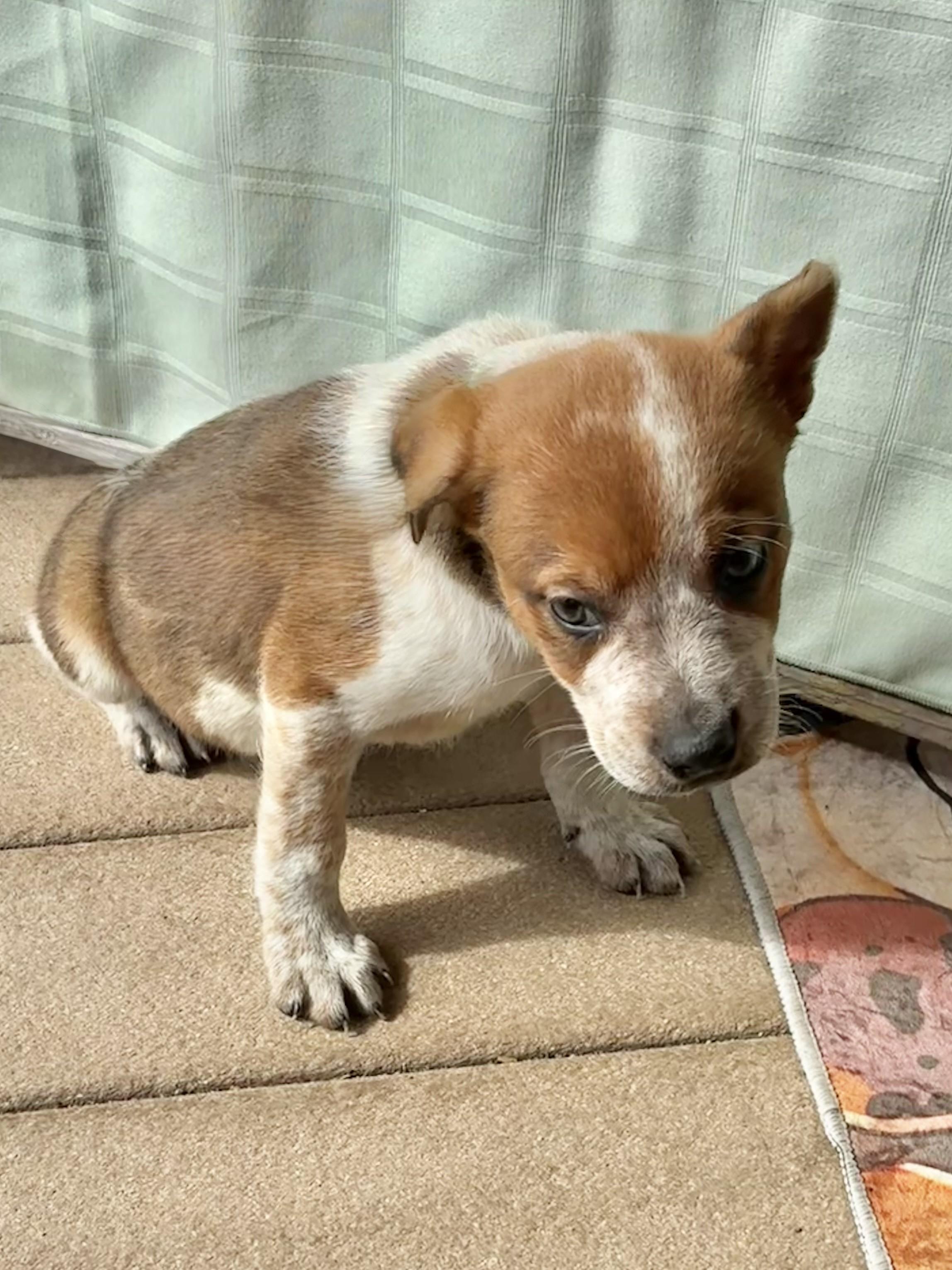 Enlarge Dallas, a ADOPTABLE mixed breed in West Chicago, IL image 3/3