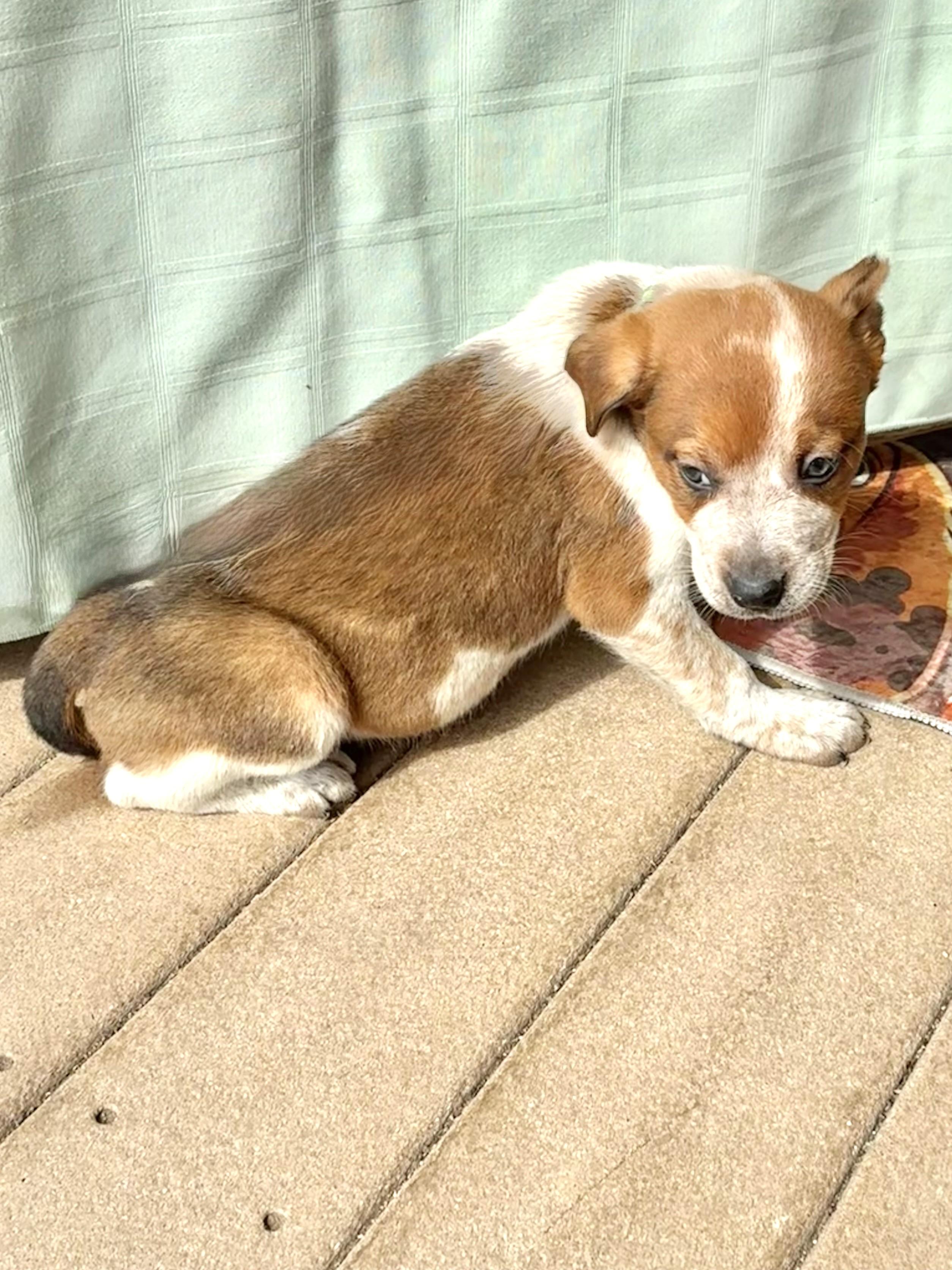 Enlarge Dallas, a ADOPTABLE mixed breed in West Chicago, IL image 2/3