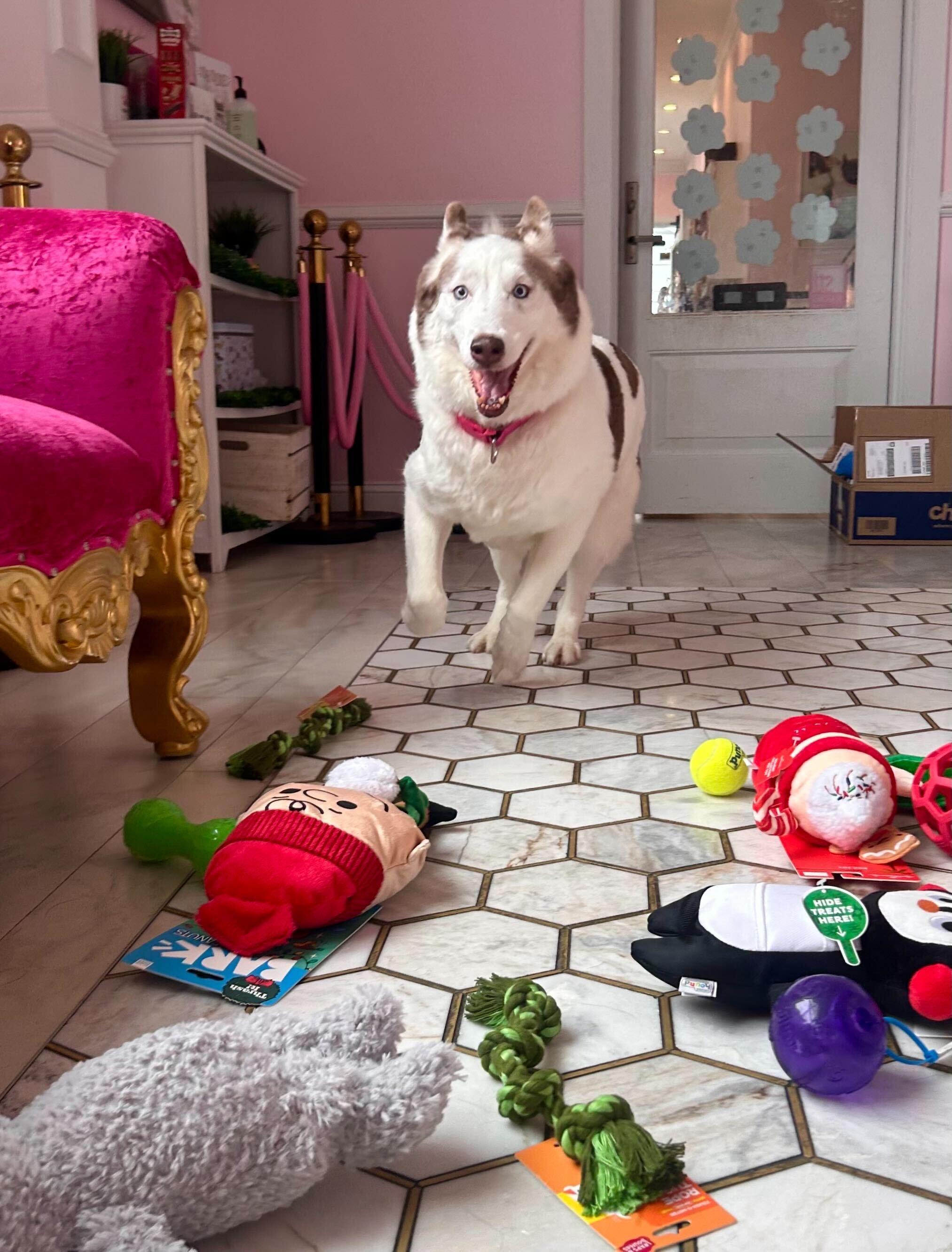 Naomi, ADOPTABLE, Adult Female Husky.