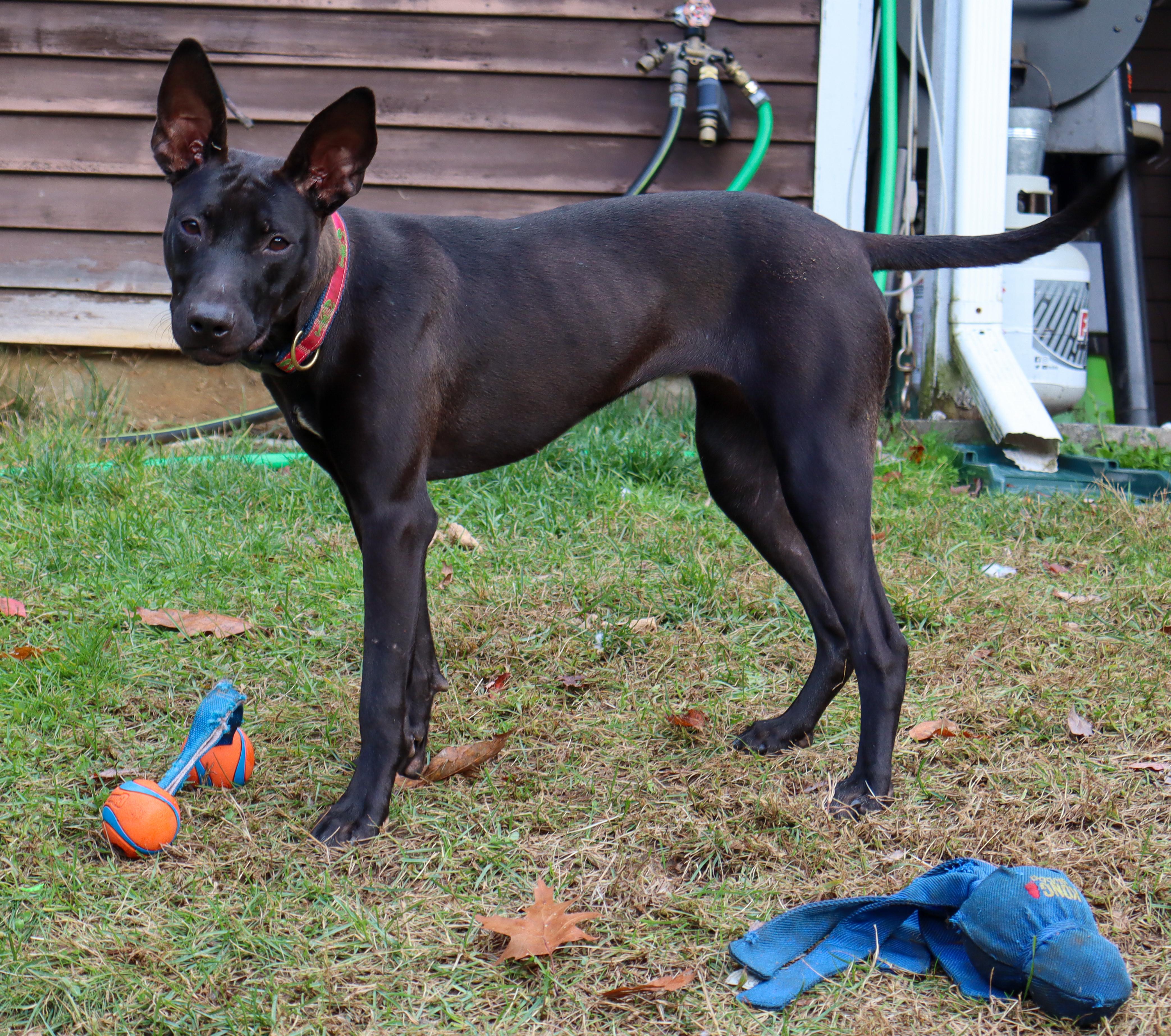 Penny, Adoptable, Young Female Mixed Breed.