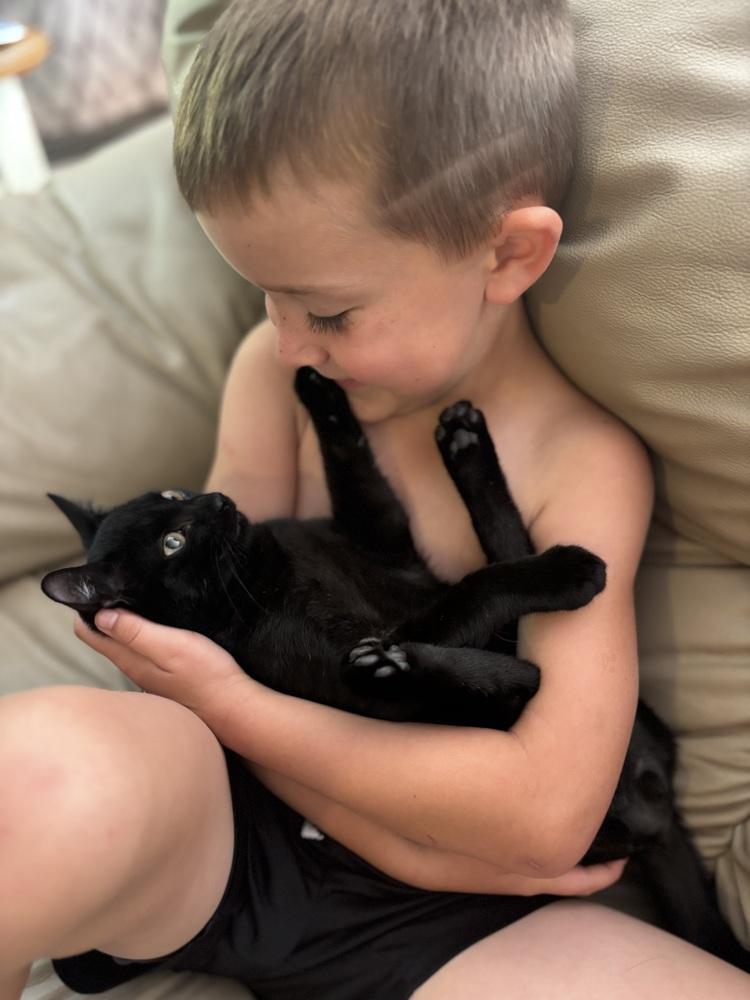 Iron Will, Adoptable, Kitten Male Domestic Short Hair.
