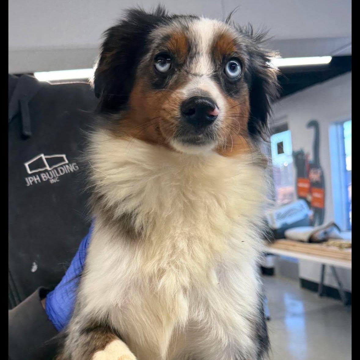 Rhinestone Cowgirl, ADOPTABLE, Young Female Australian Shepherd.