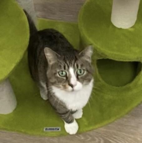 Enlarge Georgie, a Adoptable mixed breed in New Canaan, CT image 4/5