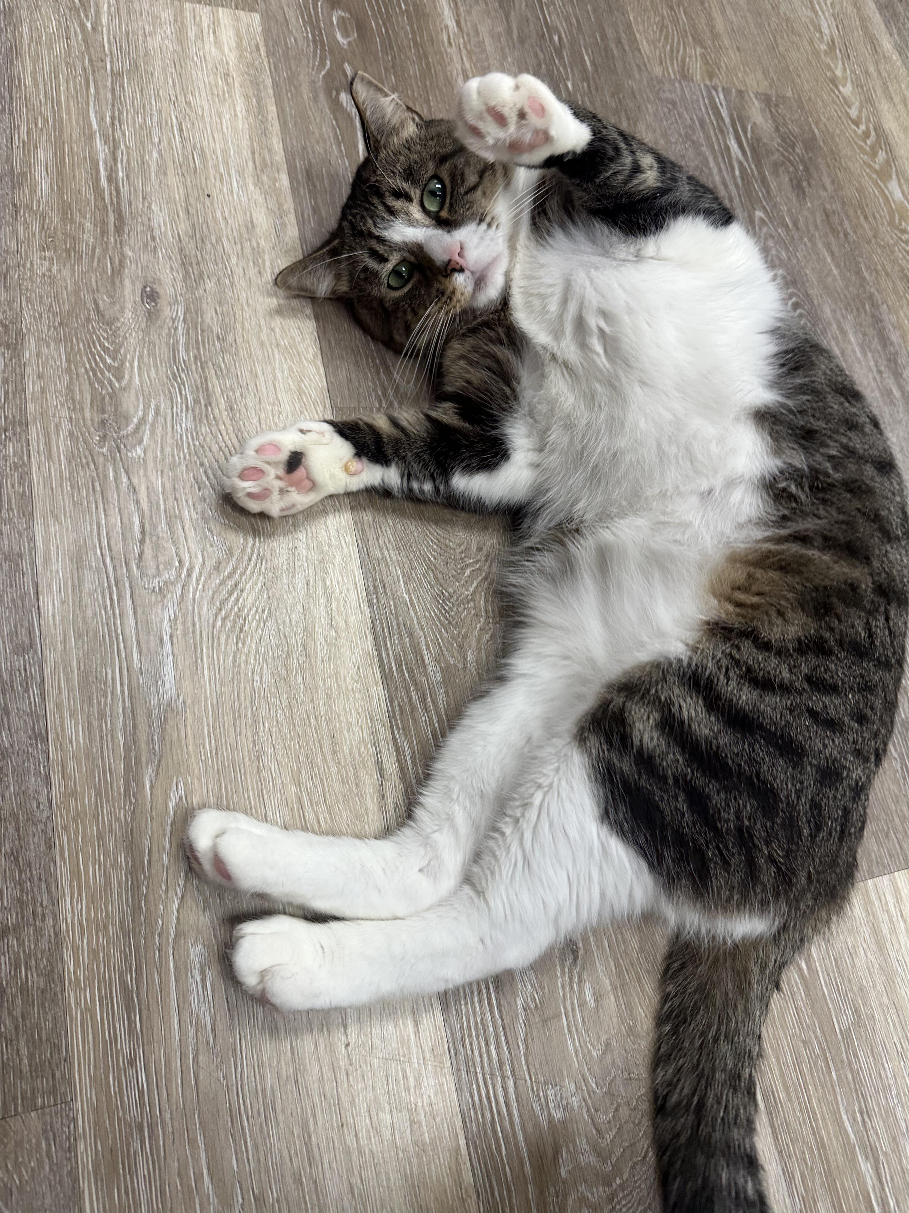 Georgie, Adoptable, Adult Male Tabby.