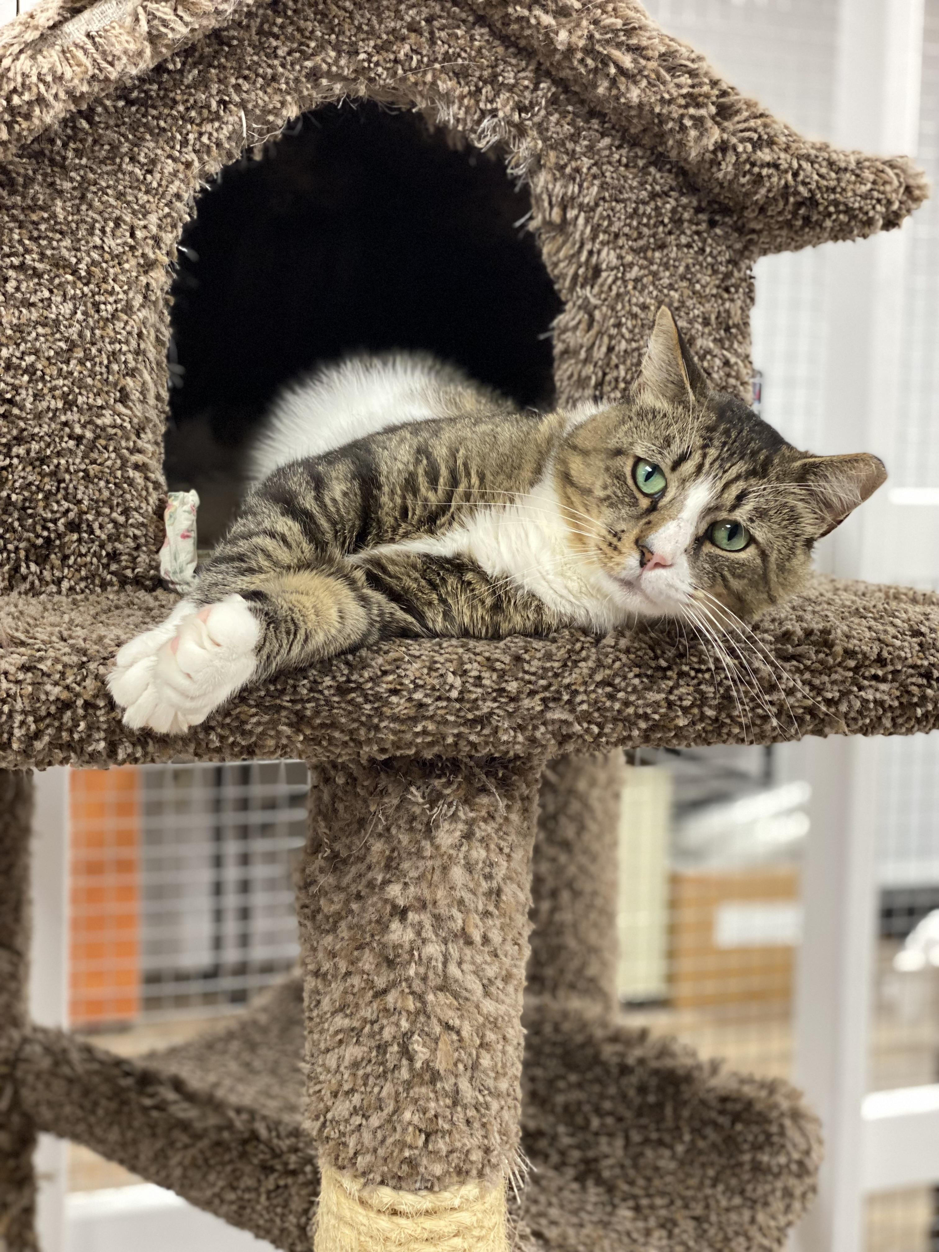 Enlarge Georgie, a Adoptable mixed breed in New Canaan, CT image 2/5