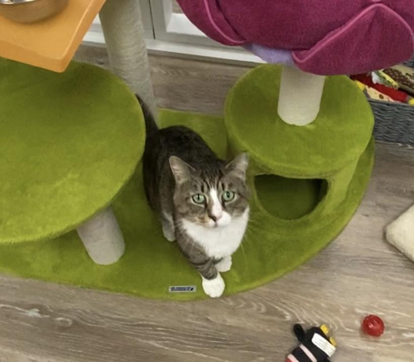 Enlarge Georgie, a Adoptable mixed breed in New Canaan, CT image 5/5