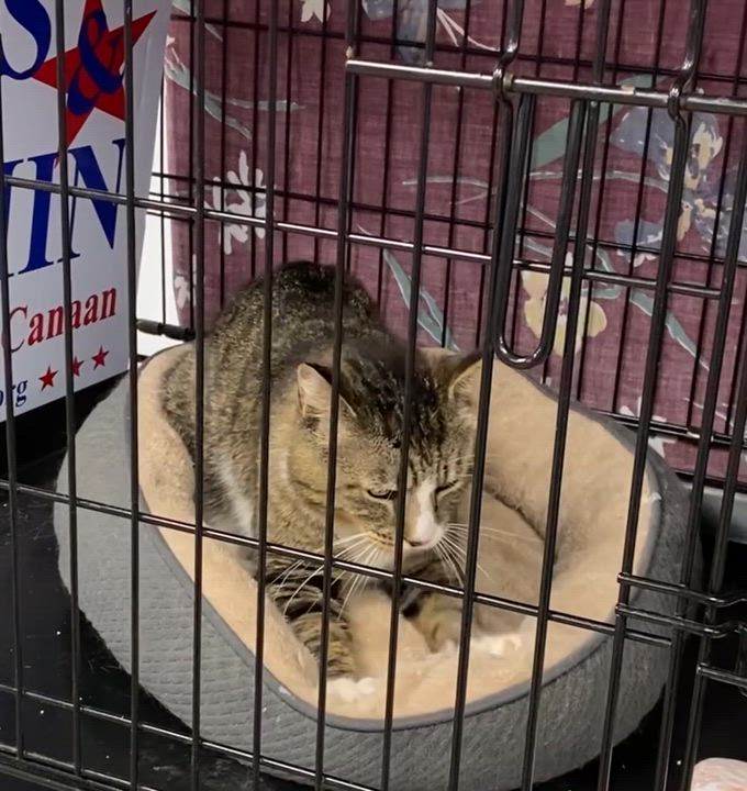 Enlarge Georgie, a Adoptable mixed breed in New Canaan, CT video 3/5