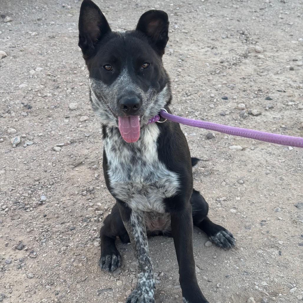Enlarge Oreo, a Adoptable Australian Cattle Dog / Blue Heeler in Tonopah, AZ image 1/4
