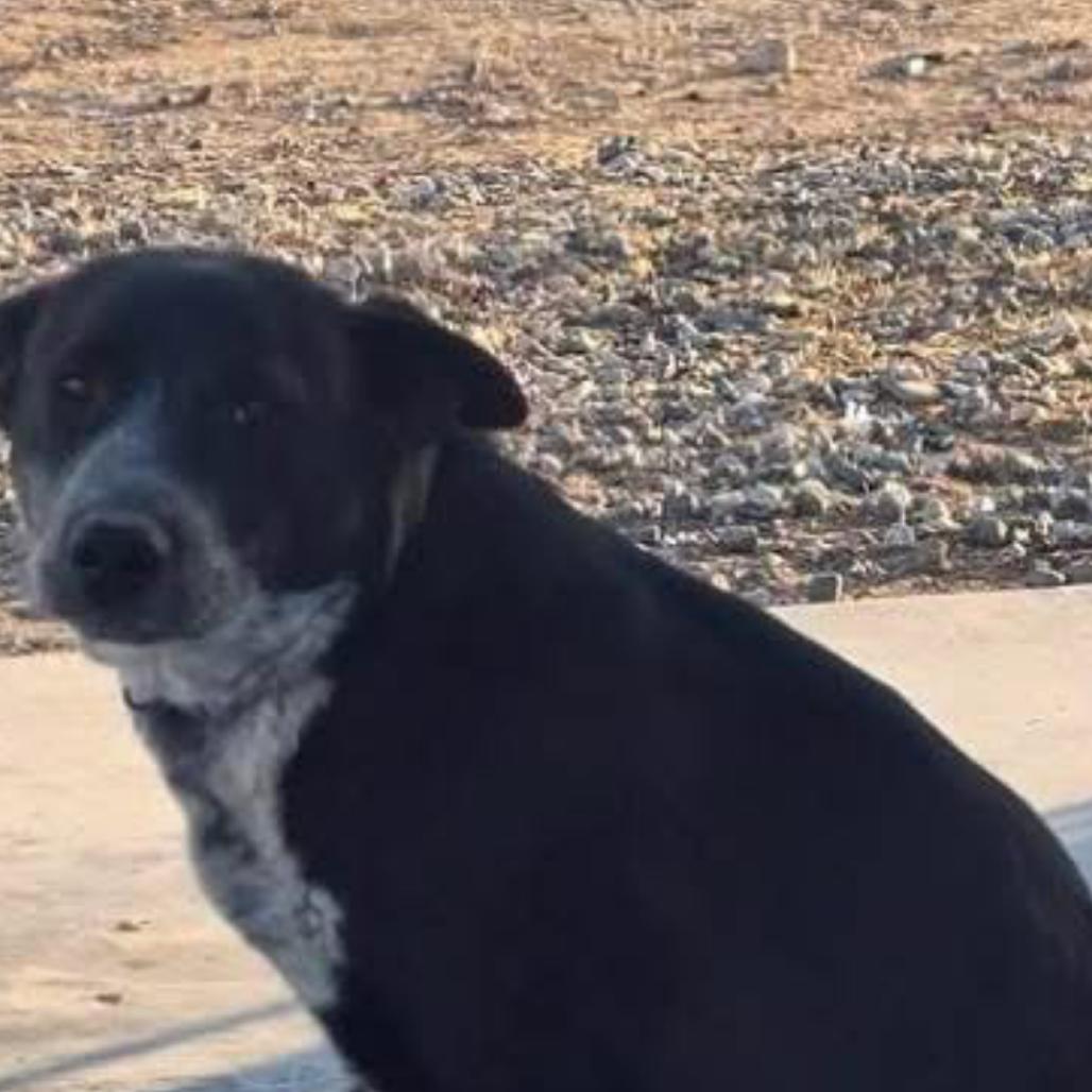 Enlarge Oreo, a Adoptable Australian Cattle Dog / Blue Heeler in Tonopah, AZ image 2/4