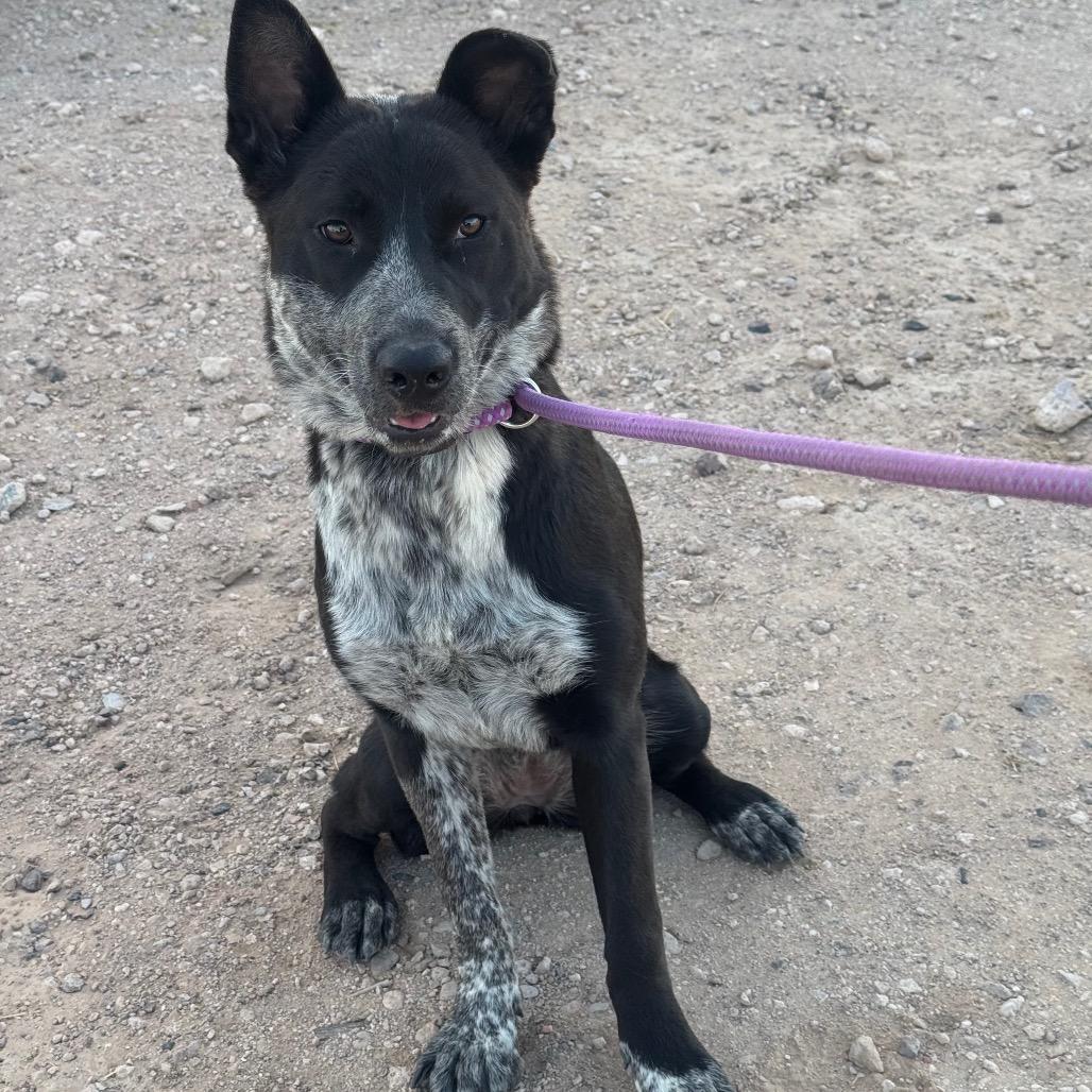 Enlarge Oreo, a Adoptable Australian Cattle Dog / Blue Heeler in Tonopah, AZ image 3/4