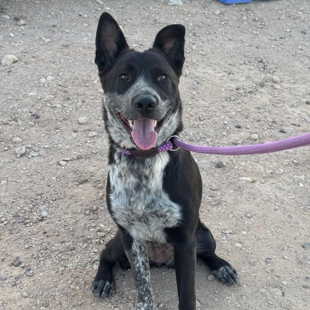 Oreo, Adoptable, Young Female Australian Cattle Dog / Blue Heeler.