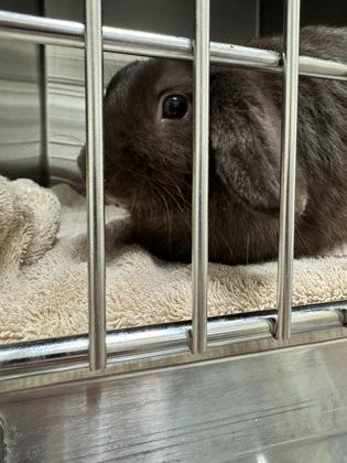 Roger, Adoptable, Adult Male American.