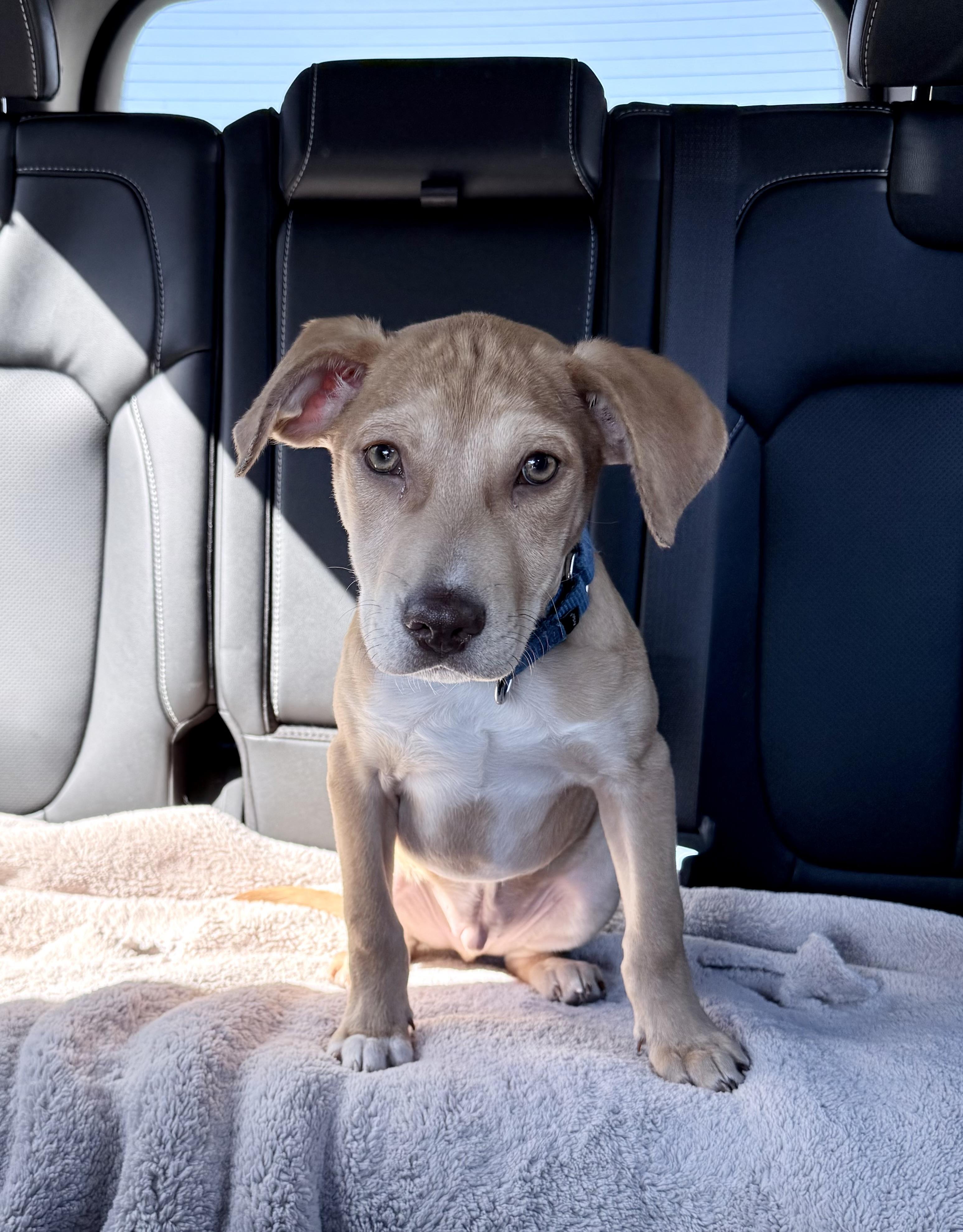 Enlarge Jet, a Adoptable mixed breed in Fairfax, VA image 6/6