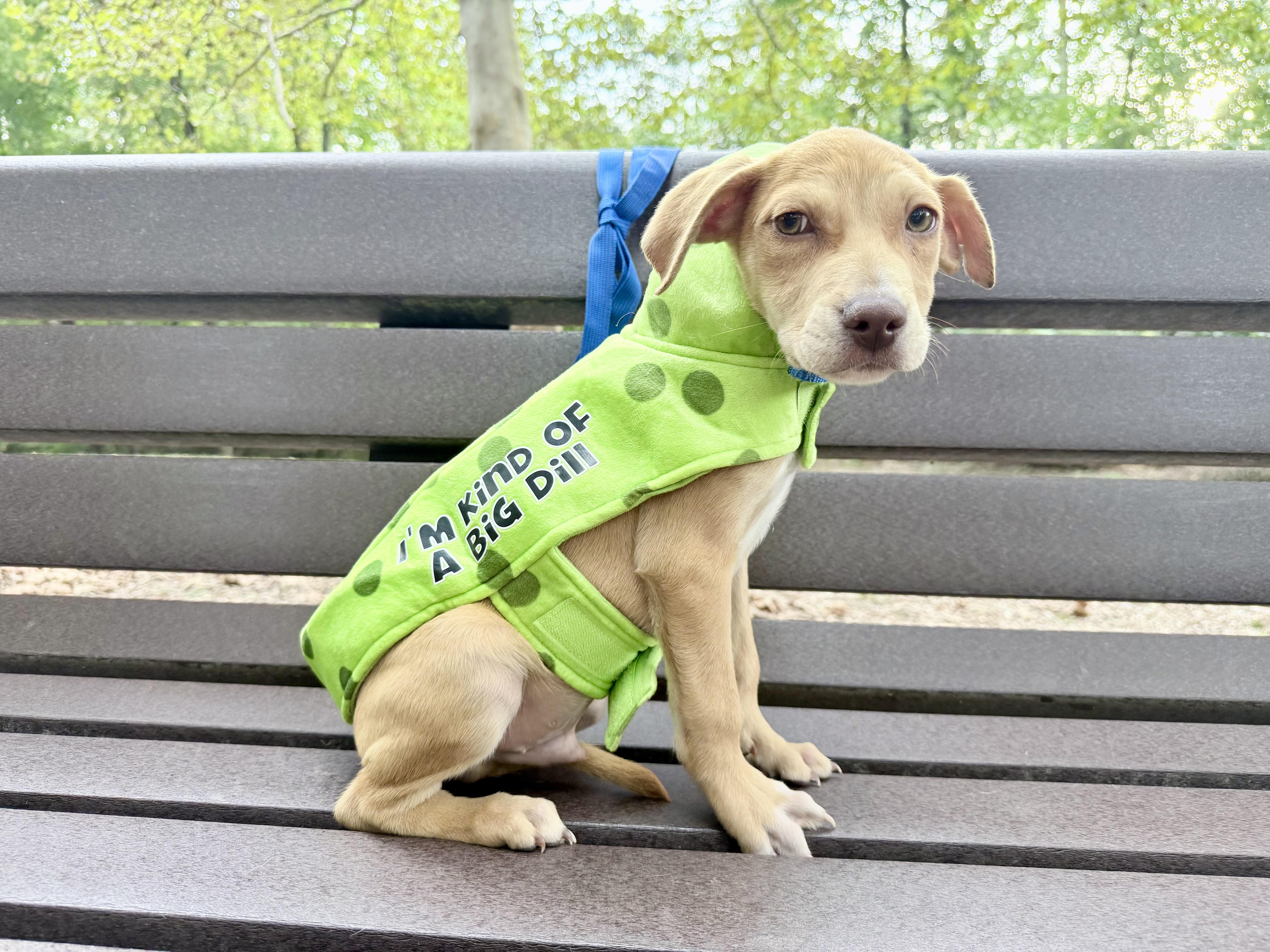 Enlarge Jet, a Adoptable mixed breed in Fairfax, VA image 3/3