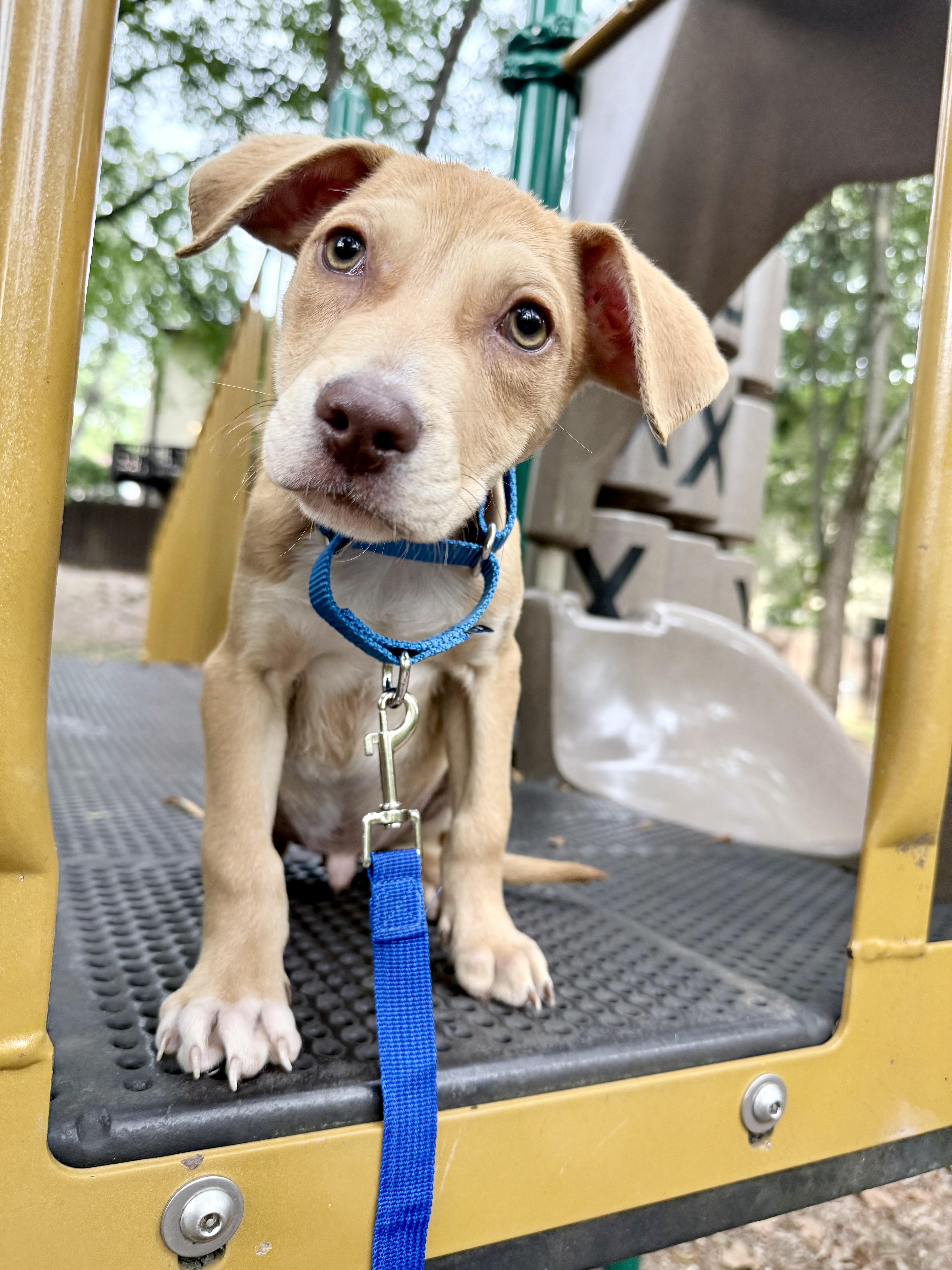 Jet, Adoptable, Puppy Male Hound.