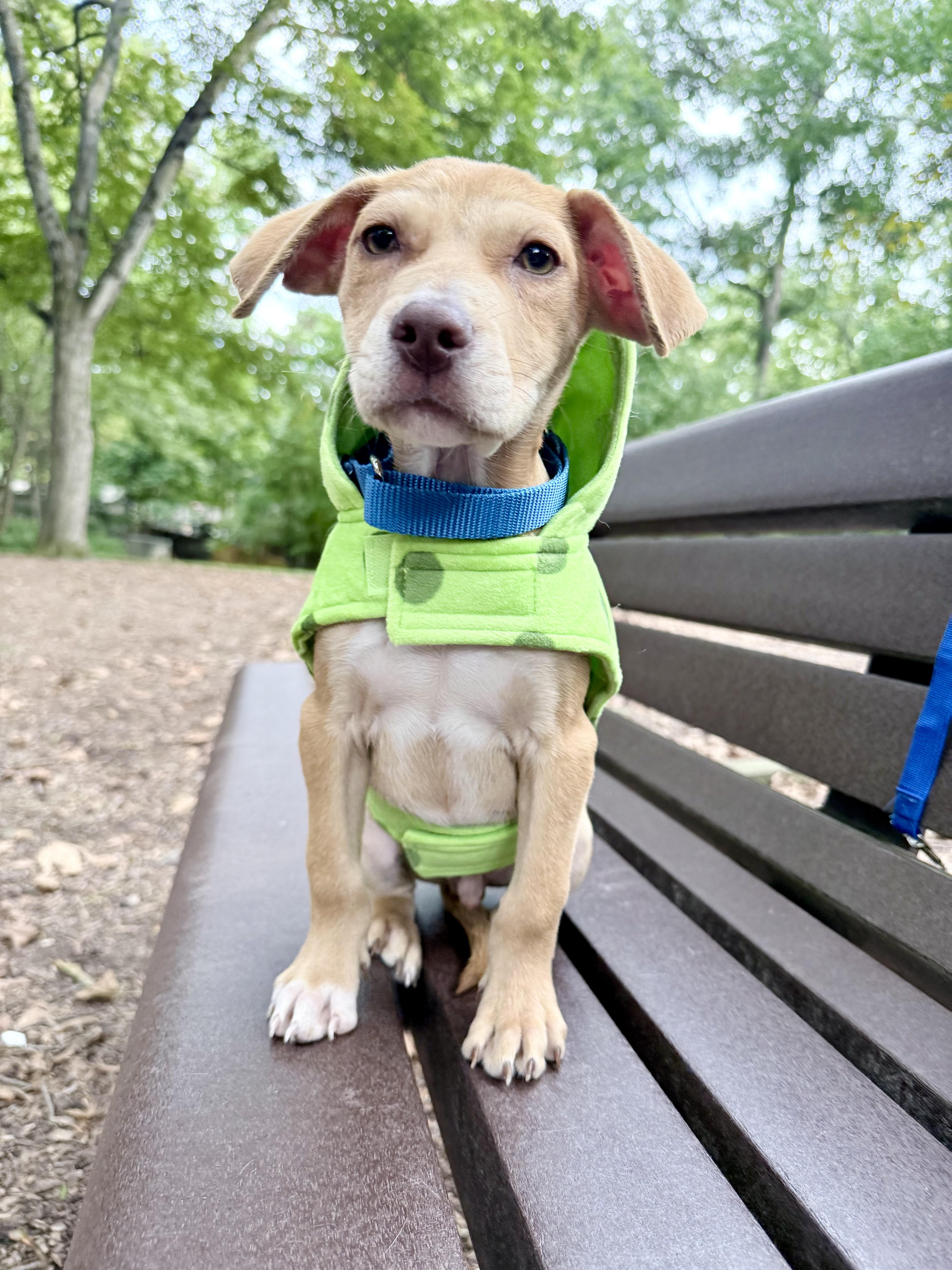 Enlarge Jet, a Adoptable mixed breed in Fairfax, VA image 2/3