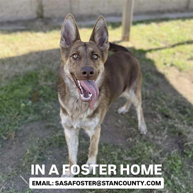 GINGER, Adoptable, Young Female German Shepherd Dog & Mixed Breed.