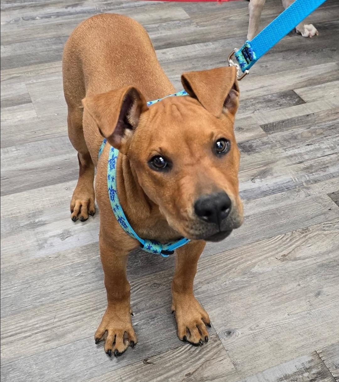 Enlarge Yumi, a Adoptable mixed breed in Gainesville, FL image 1/4