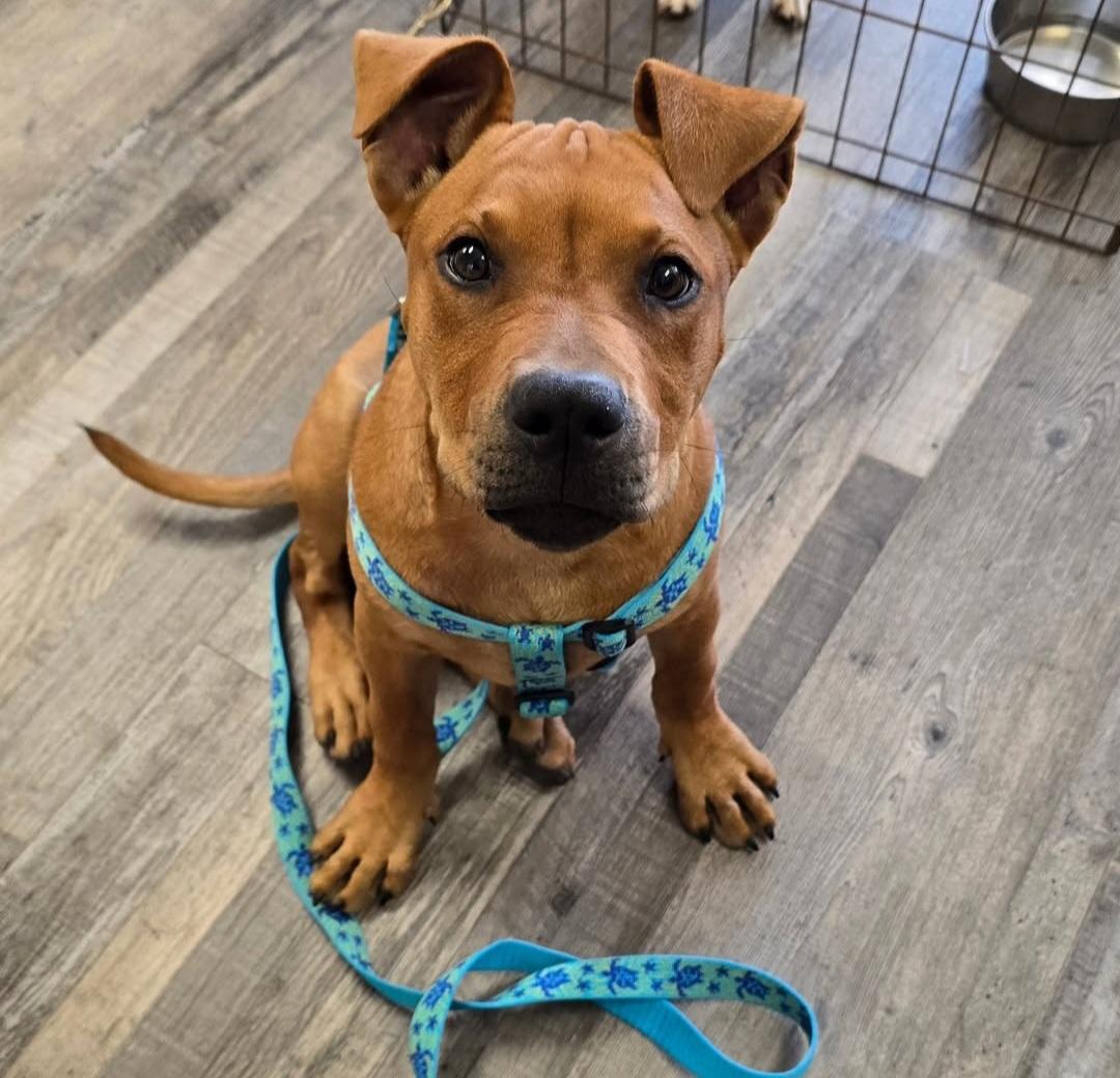 Enlarge Yumi, a Adoptable mixed breed in Gainesville, FL image 2/4