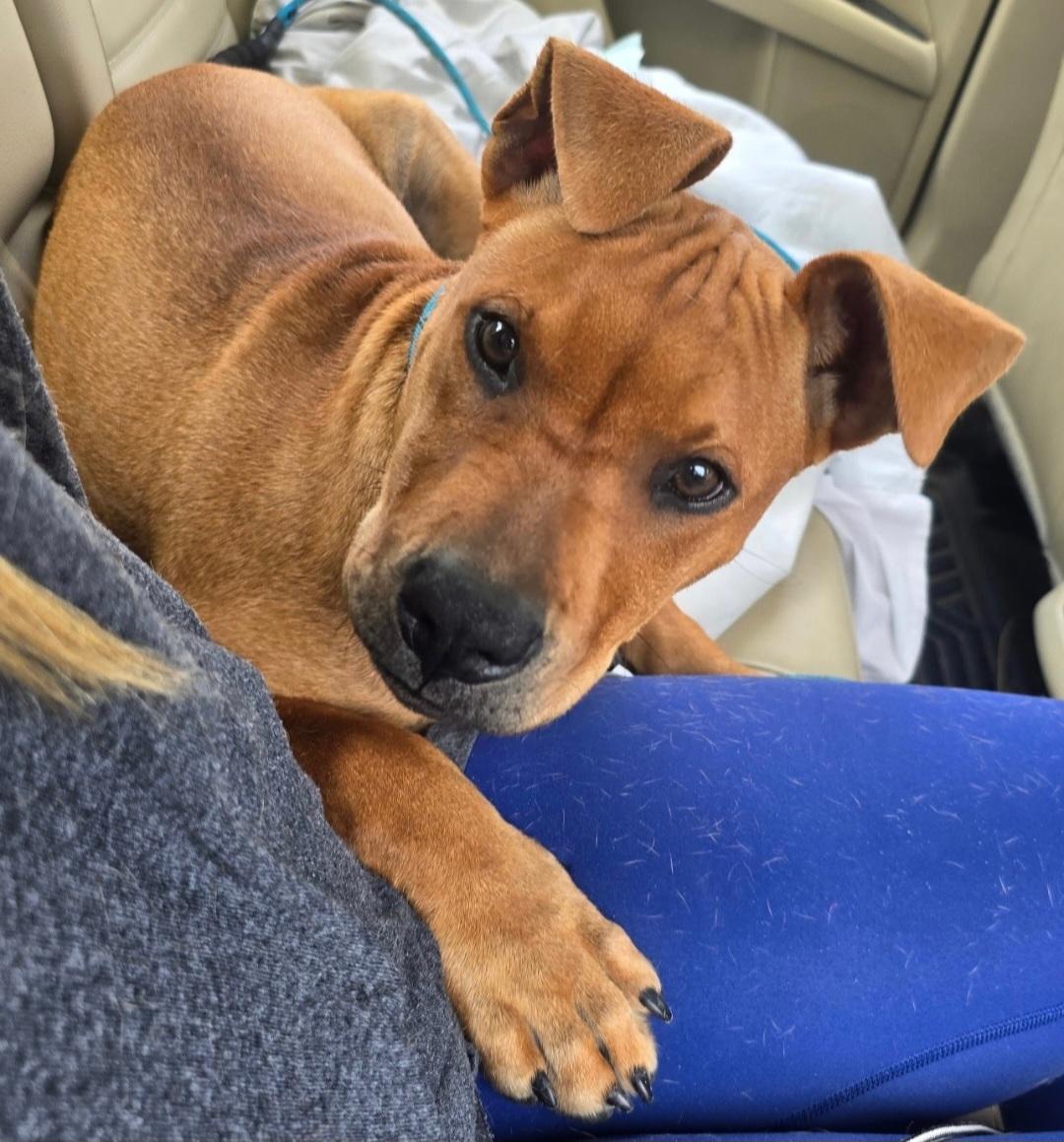 Enlarge Yumi, a Adoptable mixed breed in Gainesville, FL image 3/4