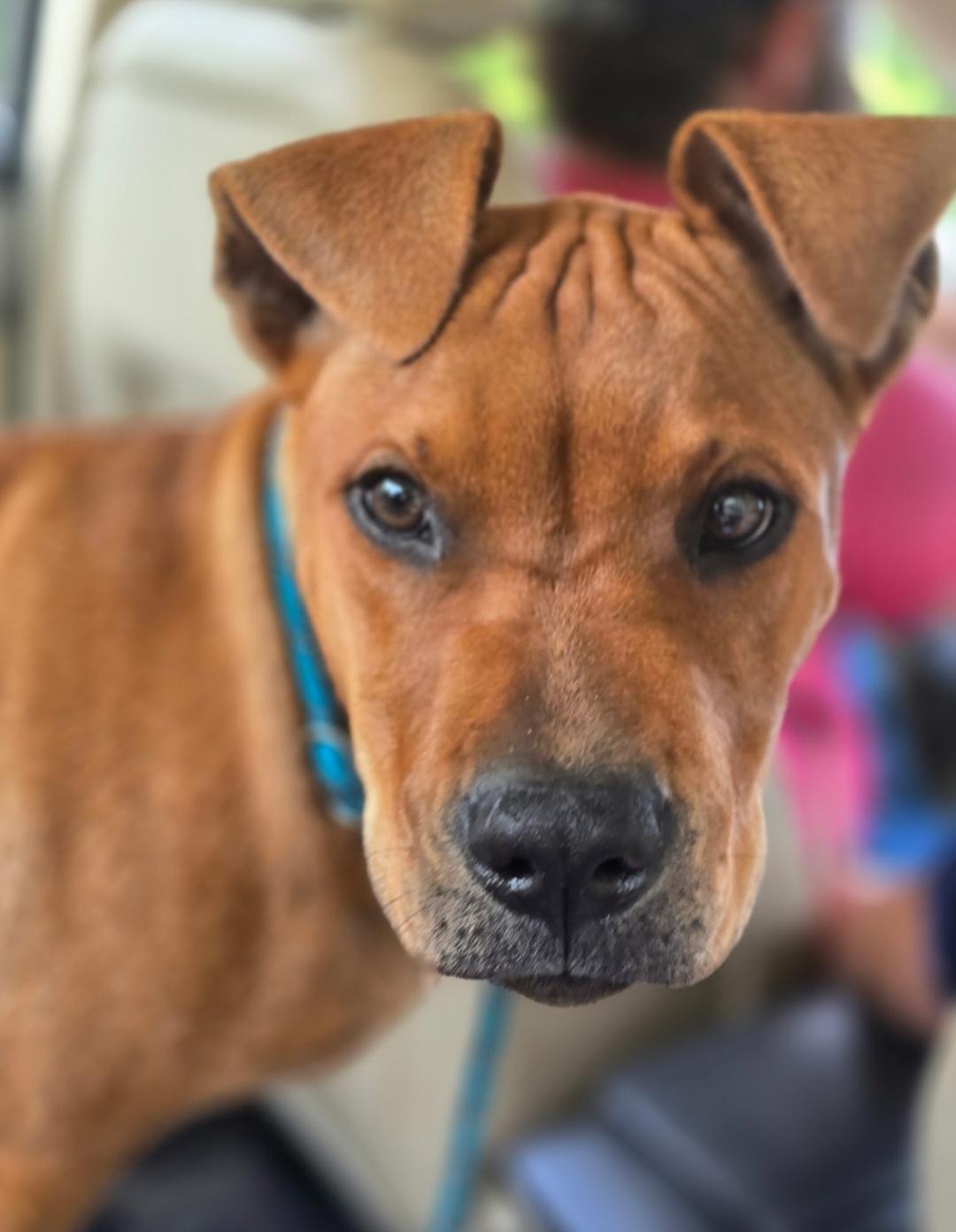 Enlarge Yumi, a Adoptable mixed breed in Gainesville, FL image 4/4