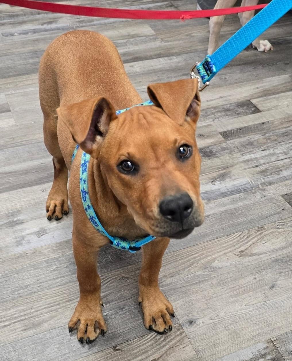 Enlarge Yumi, a Adoptable mixed breed in Gainesville, FL image 2/2