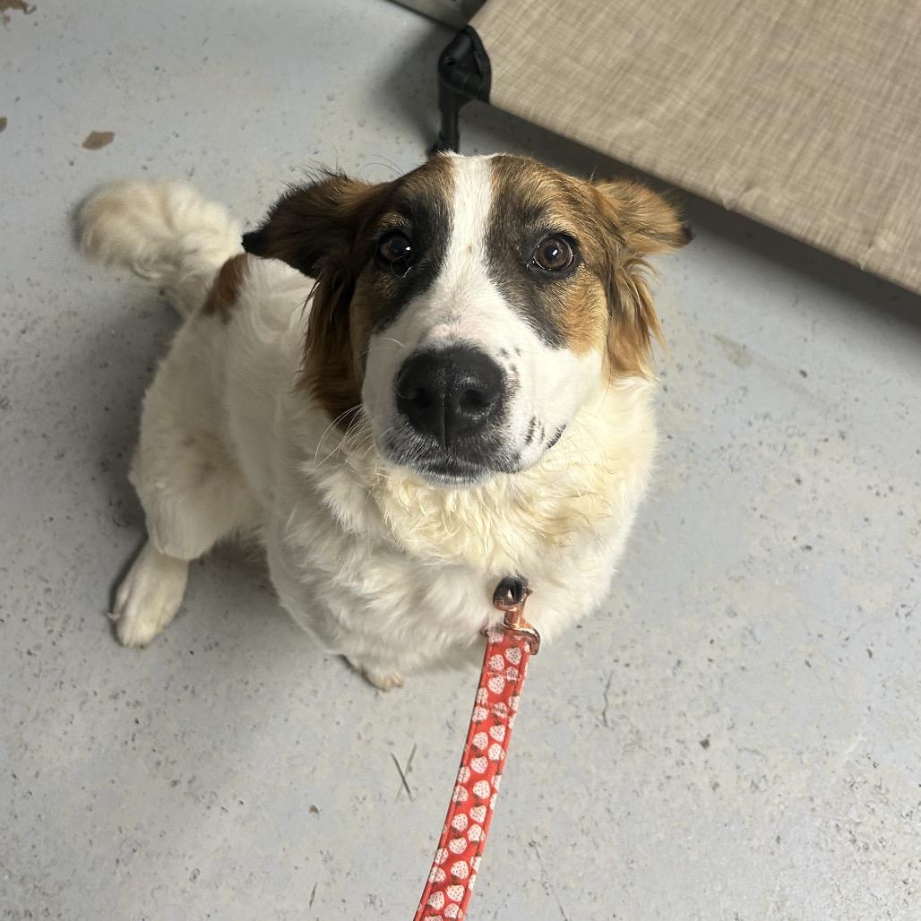 Enlarge Benny, a Adoptable mixed breed in Uniontown, PA image 1/1