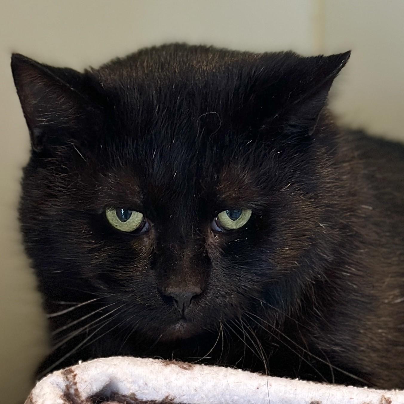 Boomer, ADOPTABLE, Adult Male Domestic Short Hair.