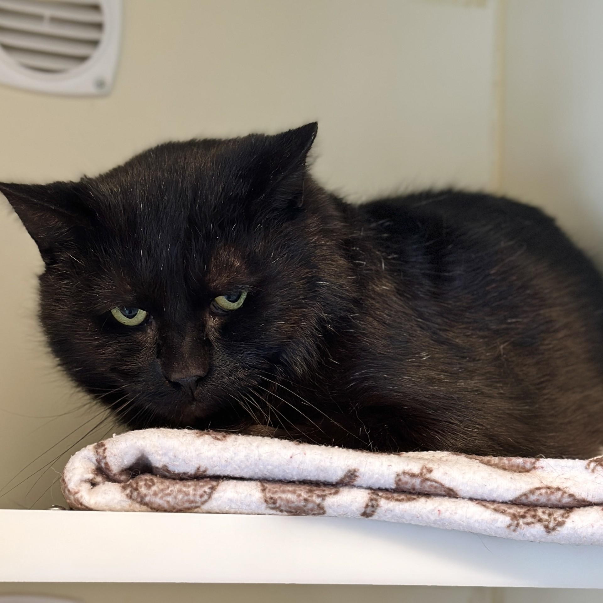 Enlarge Boomer, a ADOPTABLE Domestic Short Hair in Victor, NY image 2/2