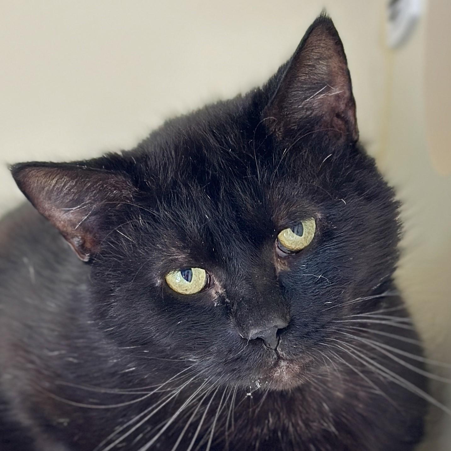 Enlarge Boomer, a ADOPTABLE Domestic Short Hair in Victor, NY image 1/4
