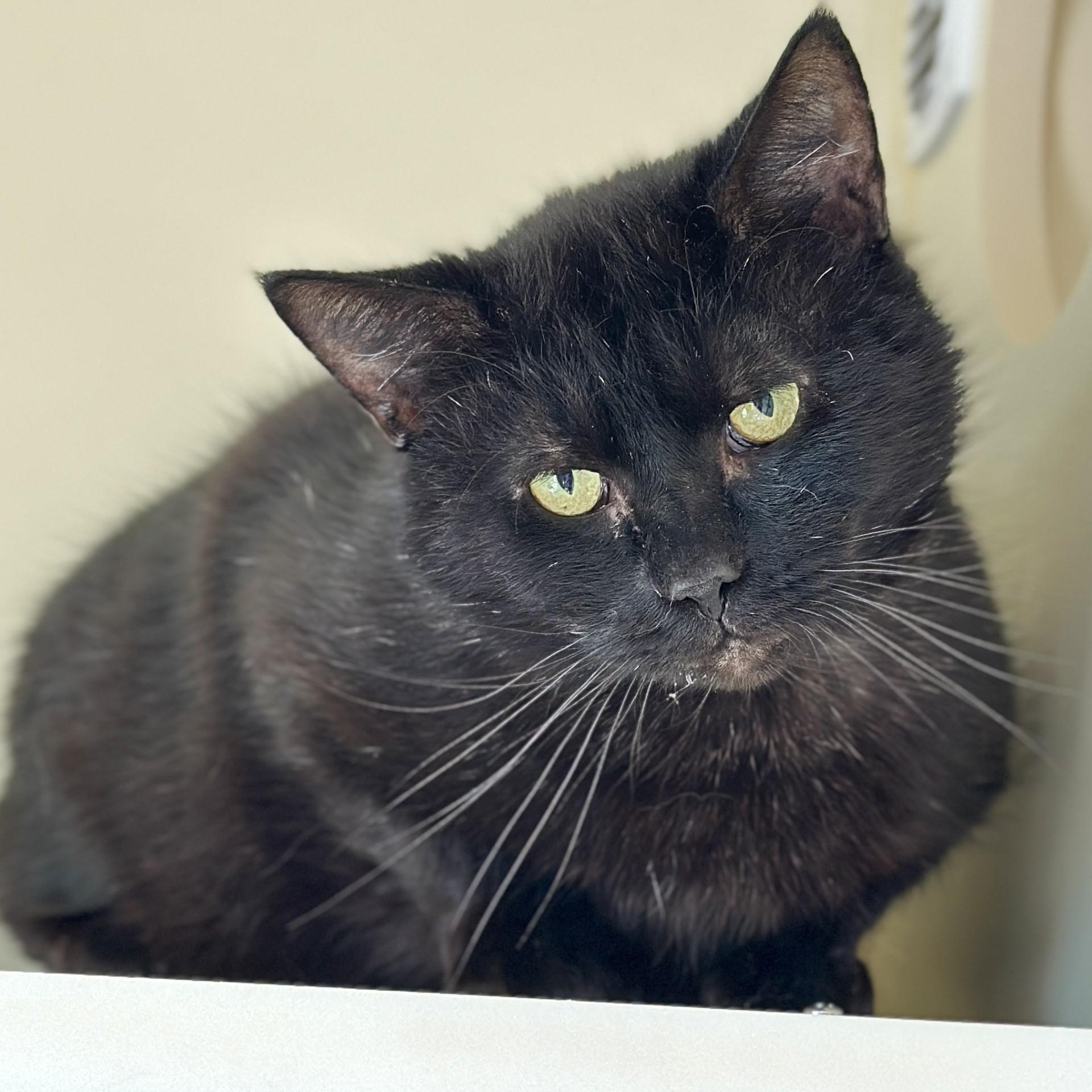Enlarge Boomer, a ADOPTABLE Domestic Short Hair in Victor, NY image 2/4