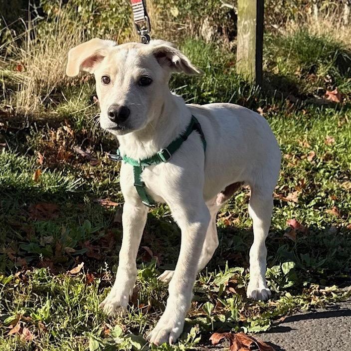 Roy, Adoptable, Puppy Male Labrador Retriever & Mixed Breed.
