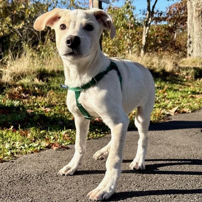 Roy, a Adoptable mixed breed in East Hampton, NY image 2/5