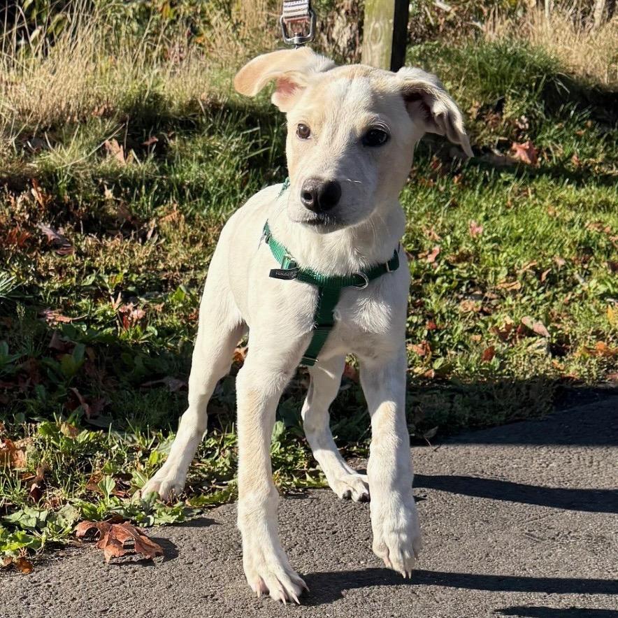 Roy, a Adoptable mixed breed in East Hampton, NY image 3/5