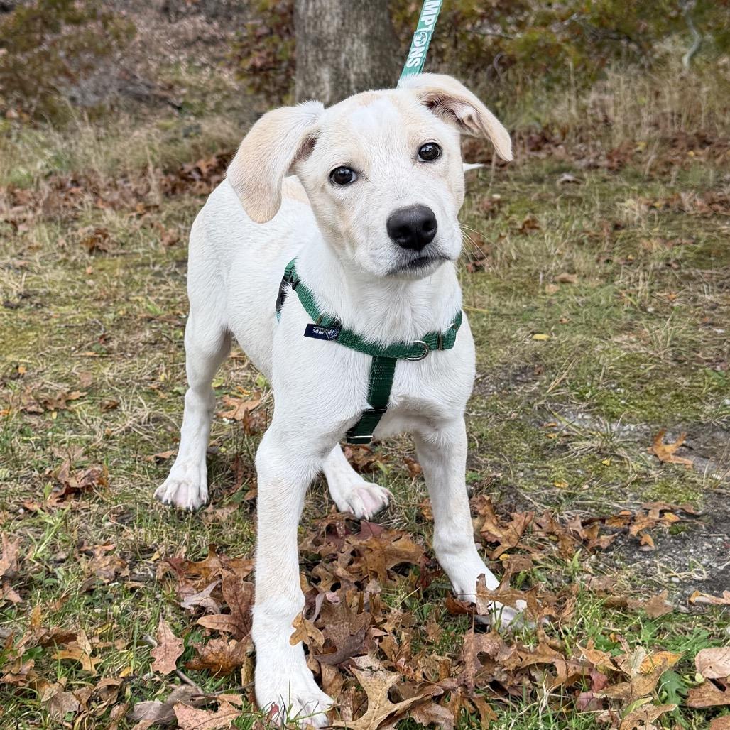 Roy, a Adoptable mixed breed in East Hampton, NY image 4/5