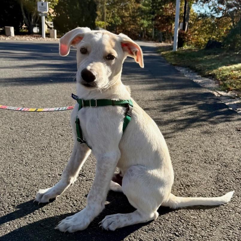 Roy, a Adoptable mixed breed in East Hampton, NY image 5/5